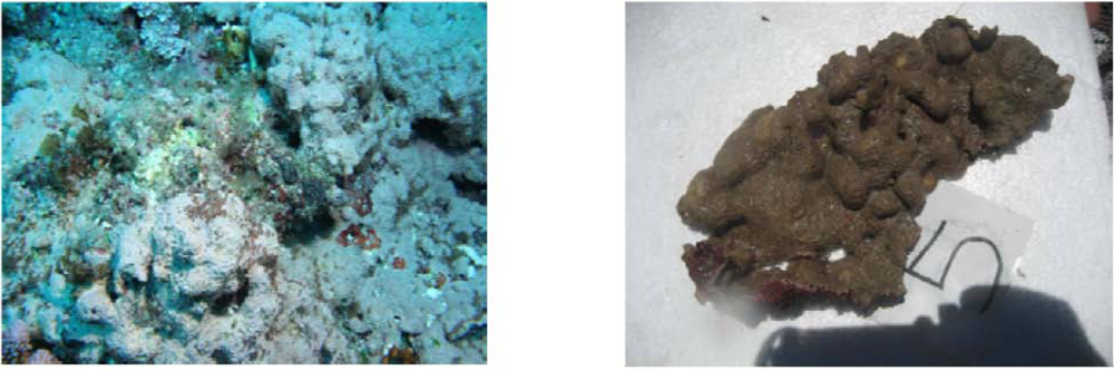 Marinedrugs 10 01019 g001 1024