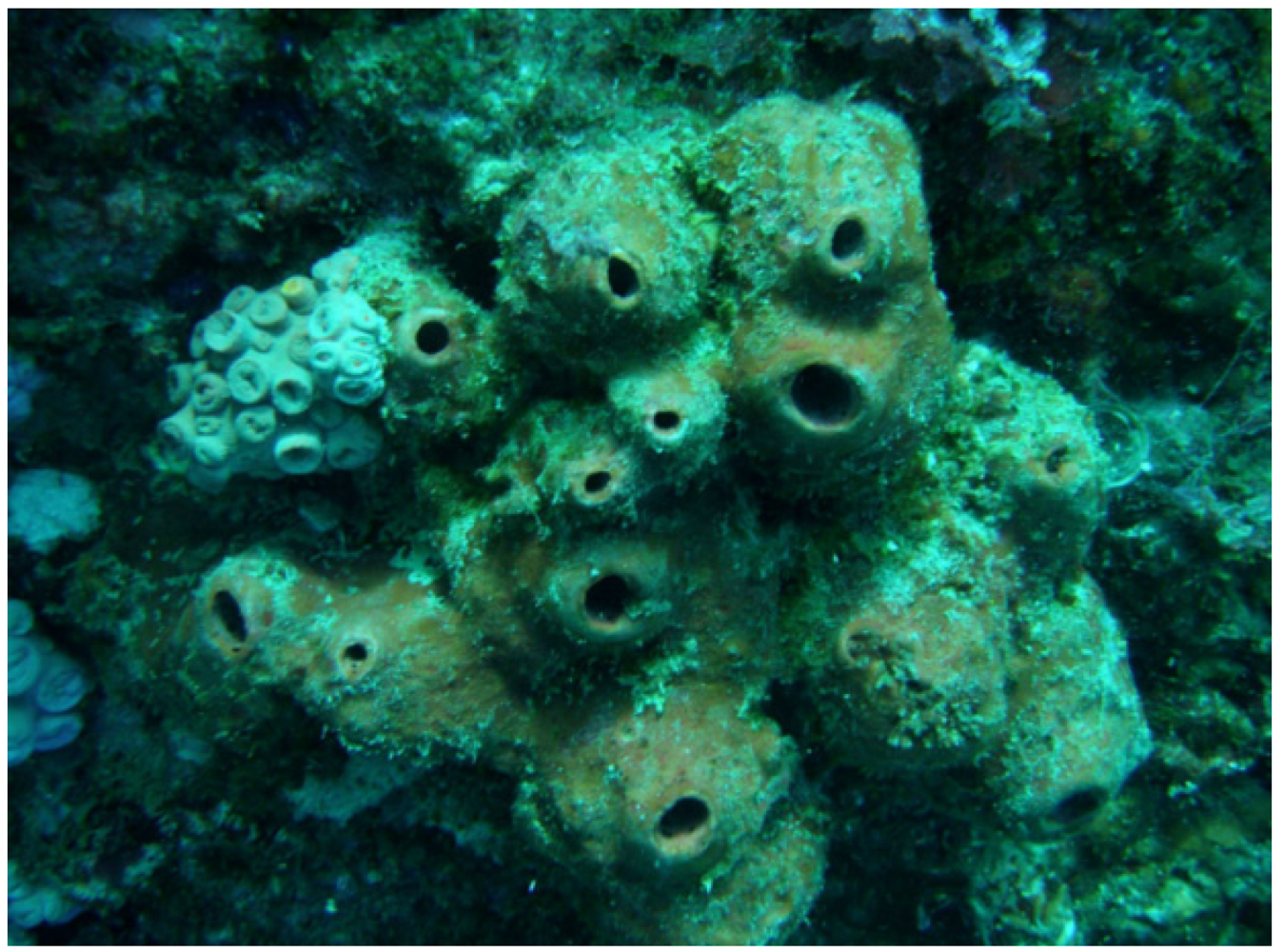 Marinedrugs 10 01536 g001