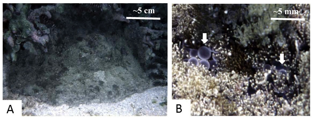 Marinedrugs 10 01582 g001