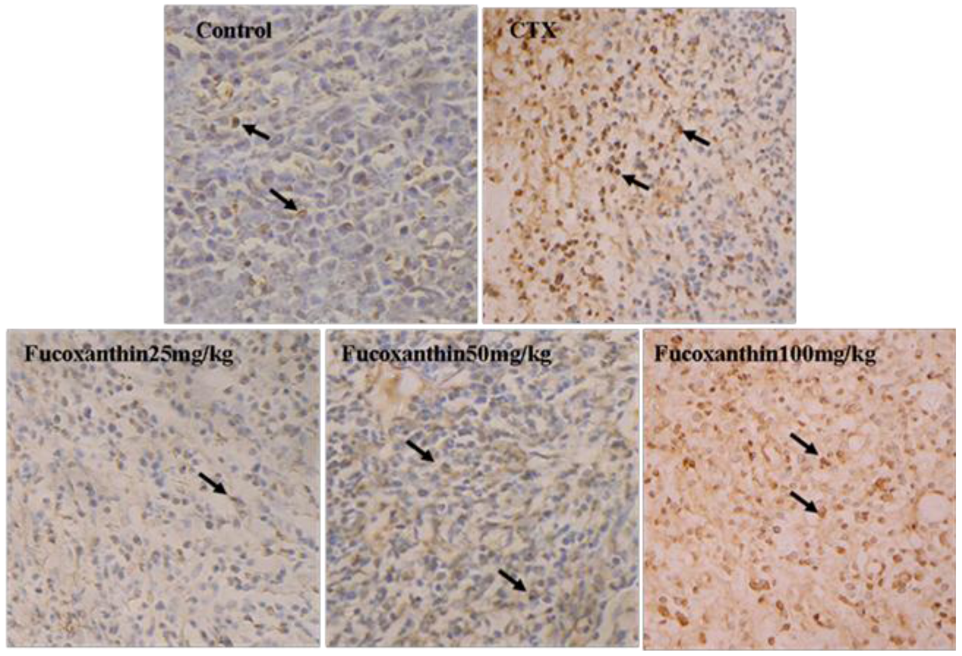 Marinedrugs 10 02055 g001