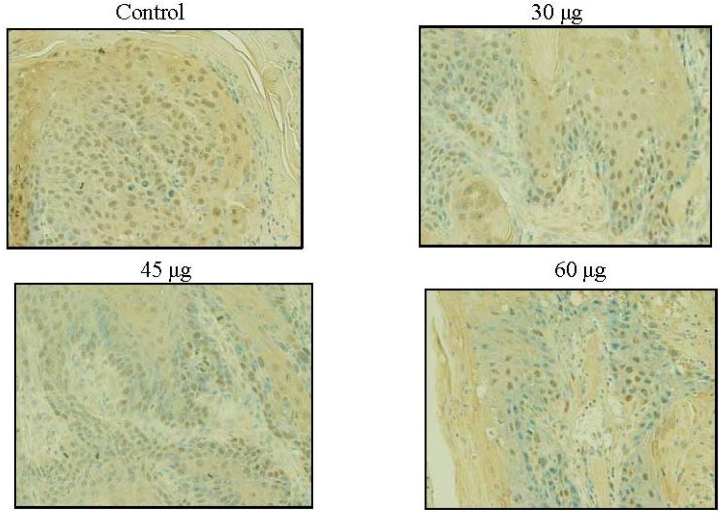 Marinedrugs 10 02111 g006