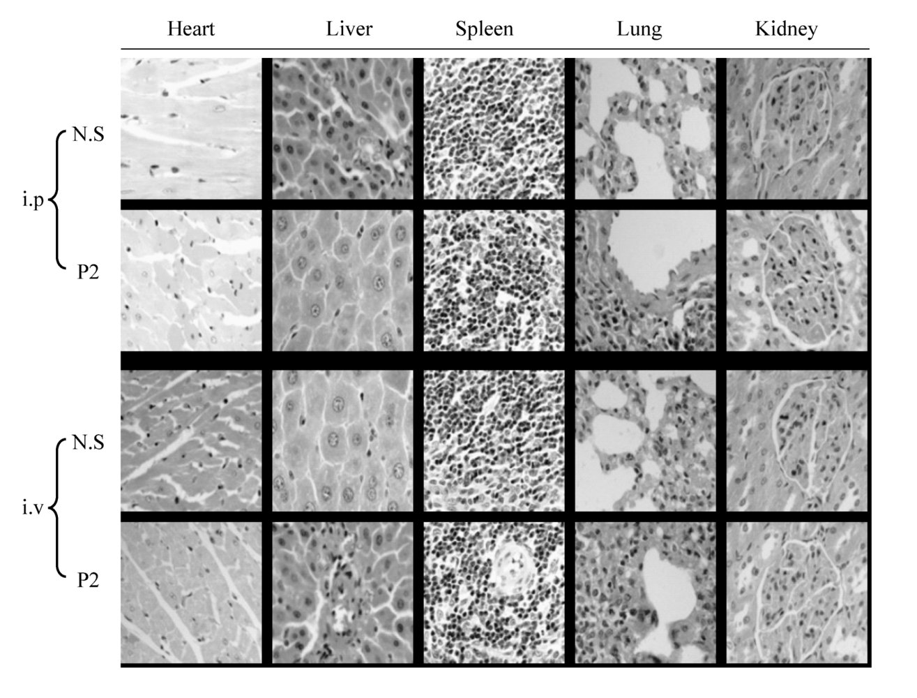 Marinedrugs 10 02782 g005 1024