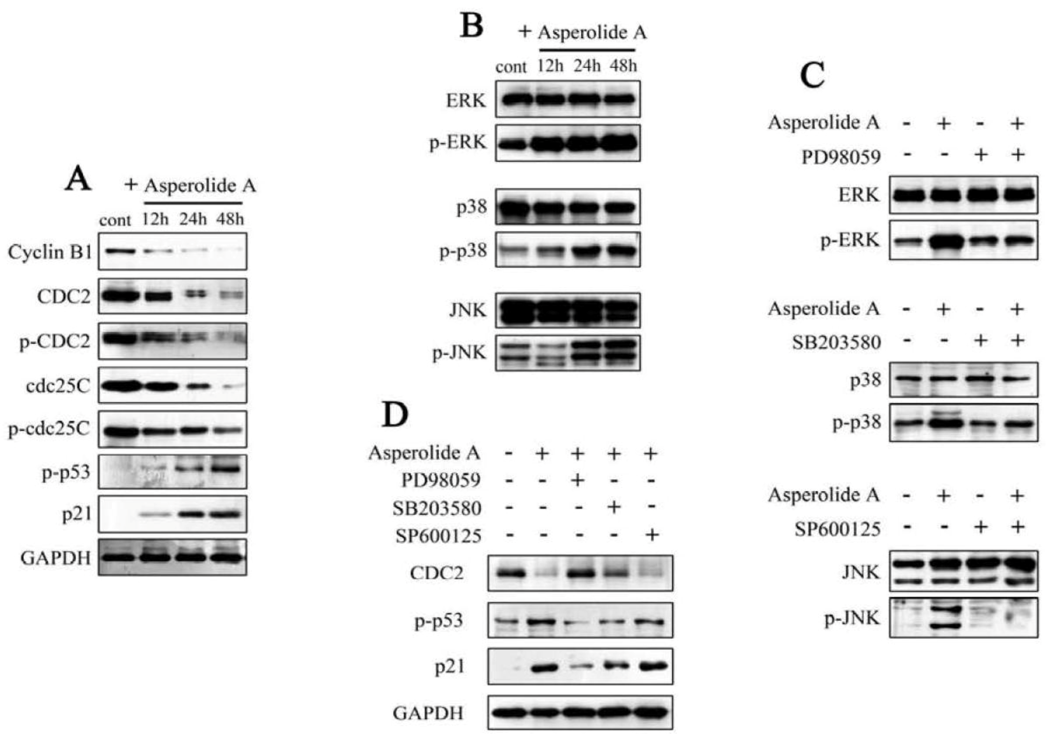marine drugs free full text asperolide a a marine derived tetranorditerpenoid induces g2 m arrest in human nci h460 lung carcinoma cells is mediated by p53 p21 stabilization and modulated by ras raf mek erk signaling pathway