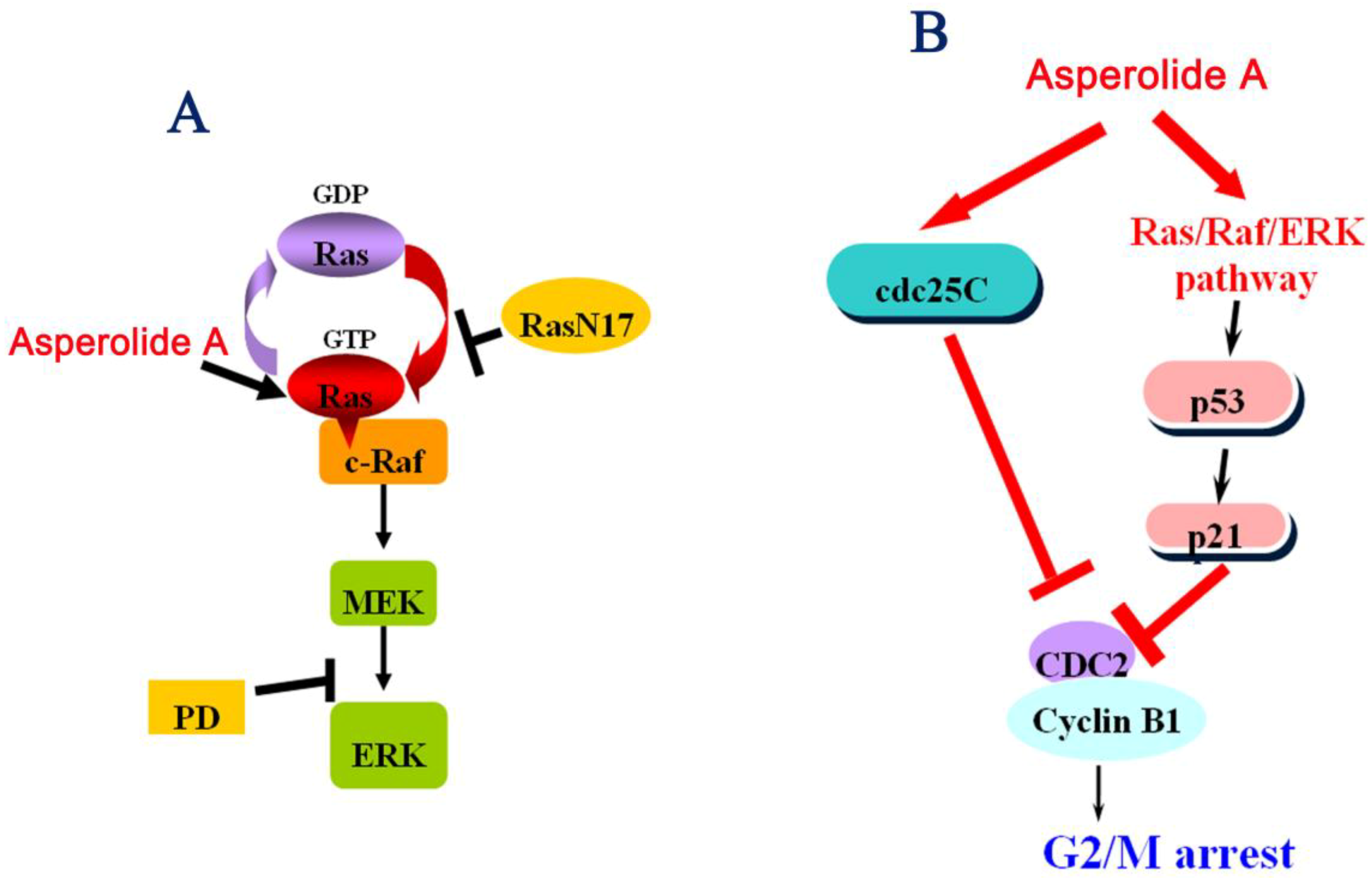 marine drugs free full text asperolide a a marine derived tetranorditerpenoid induces g2 m arrest in human nci h460 lung carcinoma cells is mediated by p53 p21 stabilization and modulated by ras raf mek erk signaling pathway