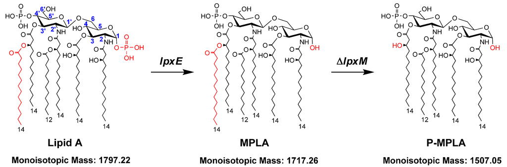 Construction of Monophosphoryl Lipid A Producing Escherichia