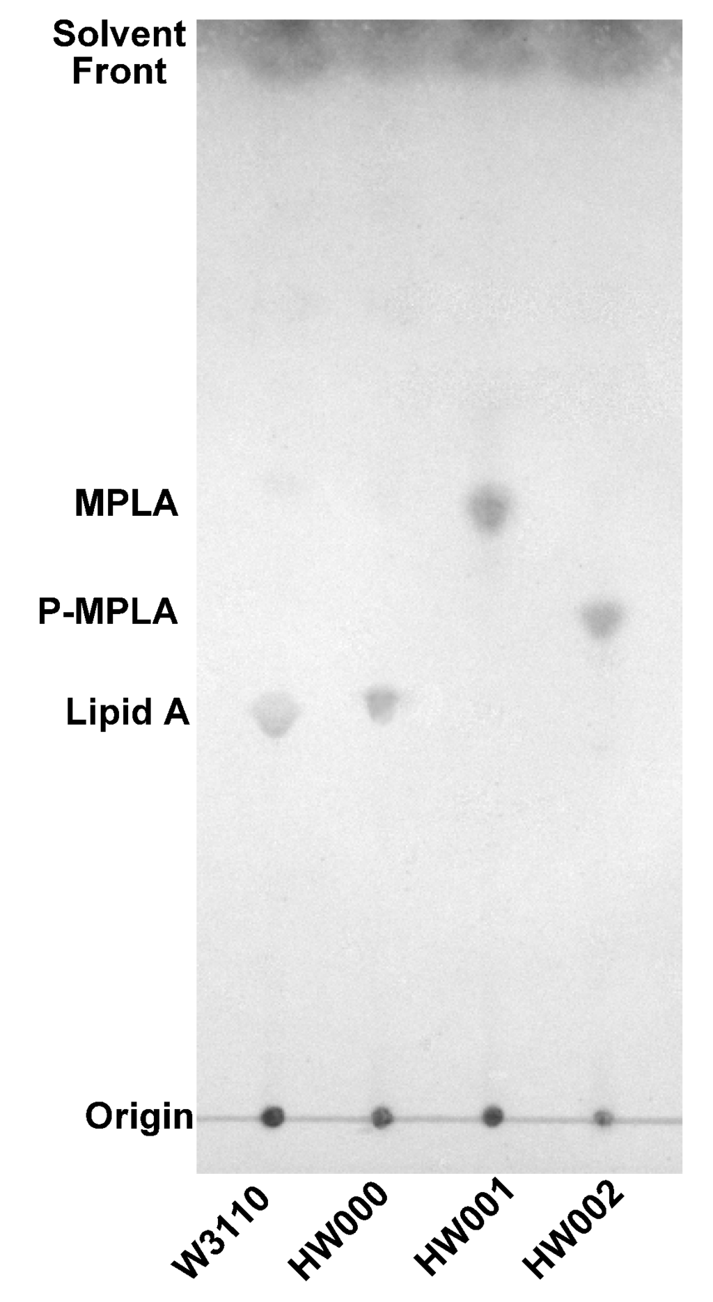 Construction of Monophosphoryl Lipid A Producing Escherichia