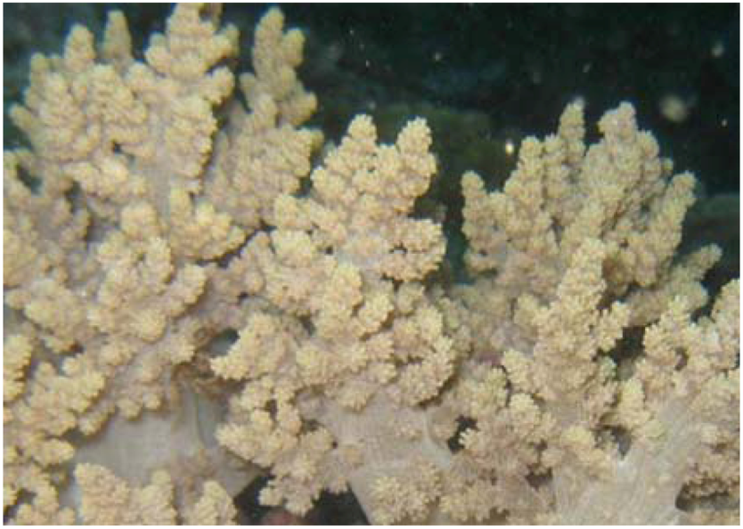 Marinedrugs 11 00571 g001