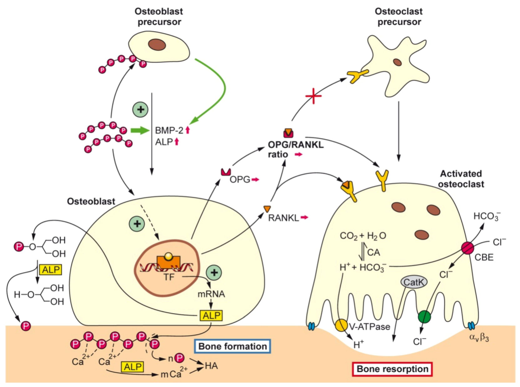Marinedrugs 11 00718 g002 1024
