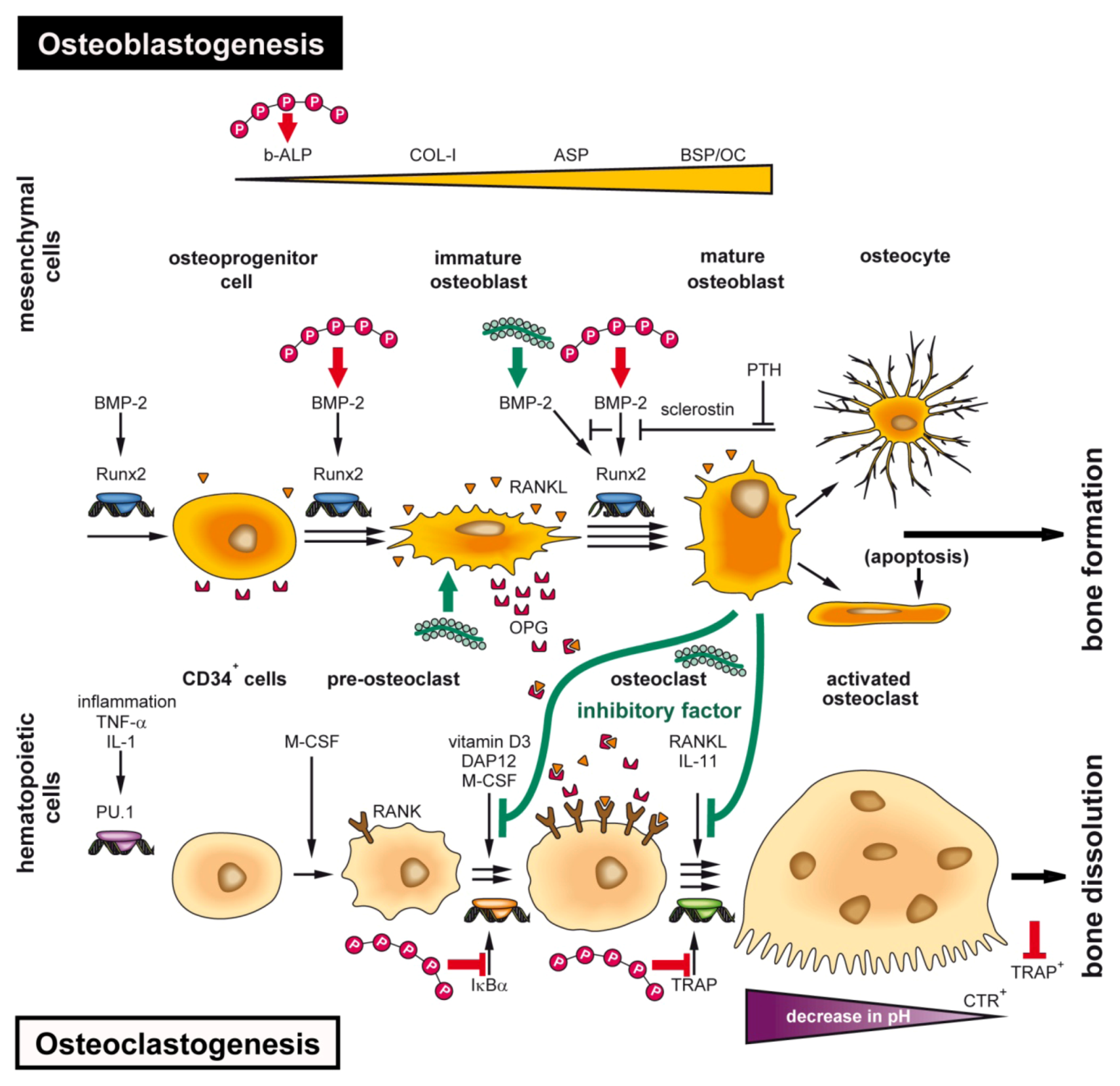 Marinedrugs 11 00718 g005 1024