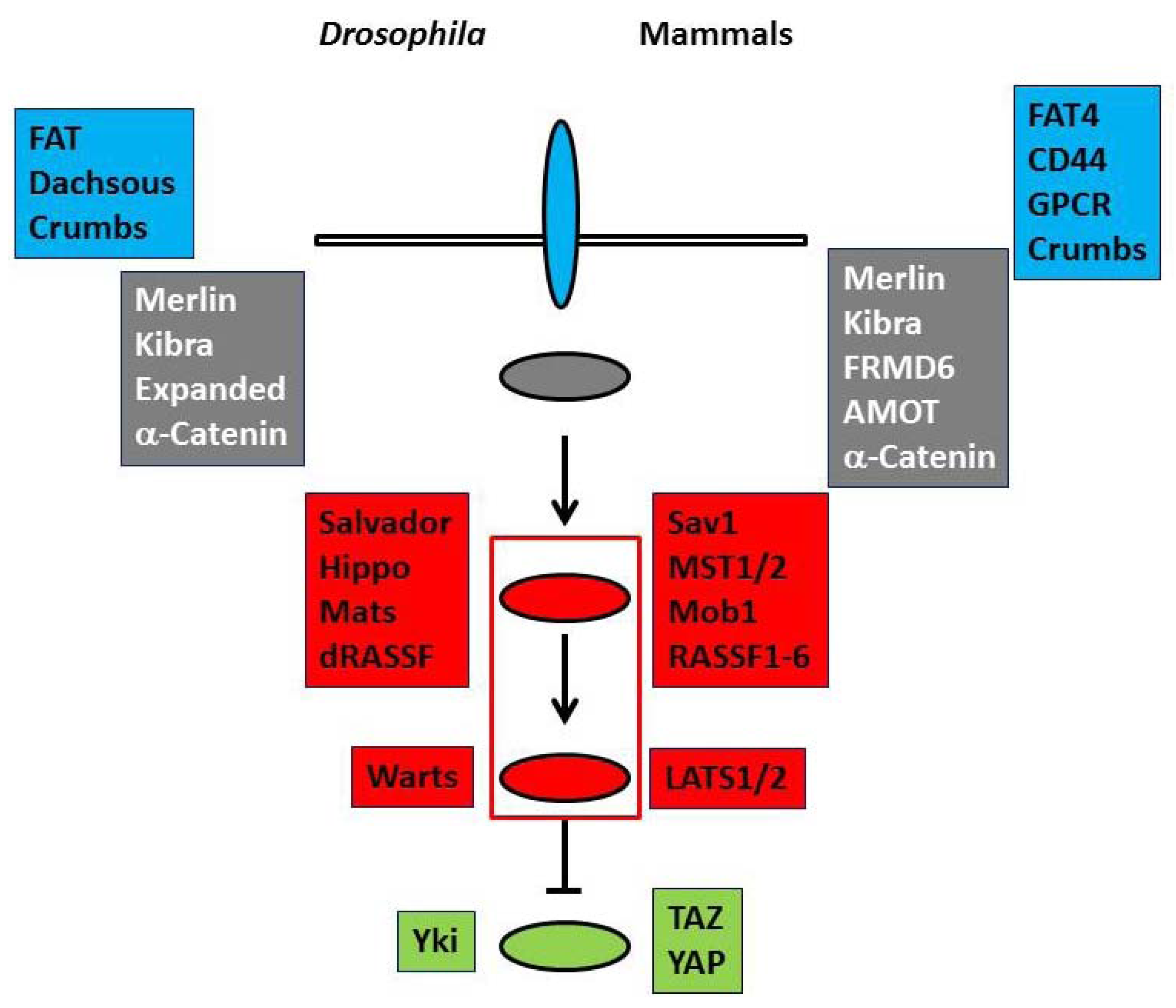 Marinedrugs 11 00896 g001