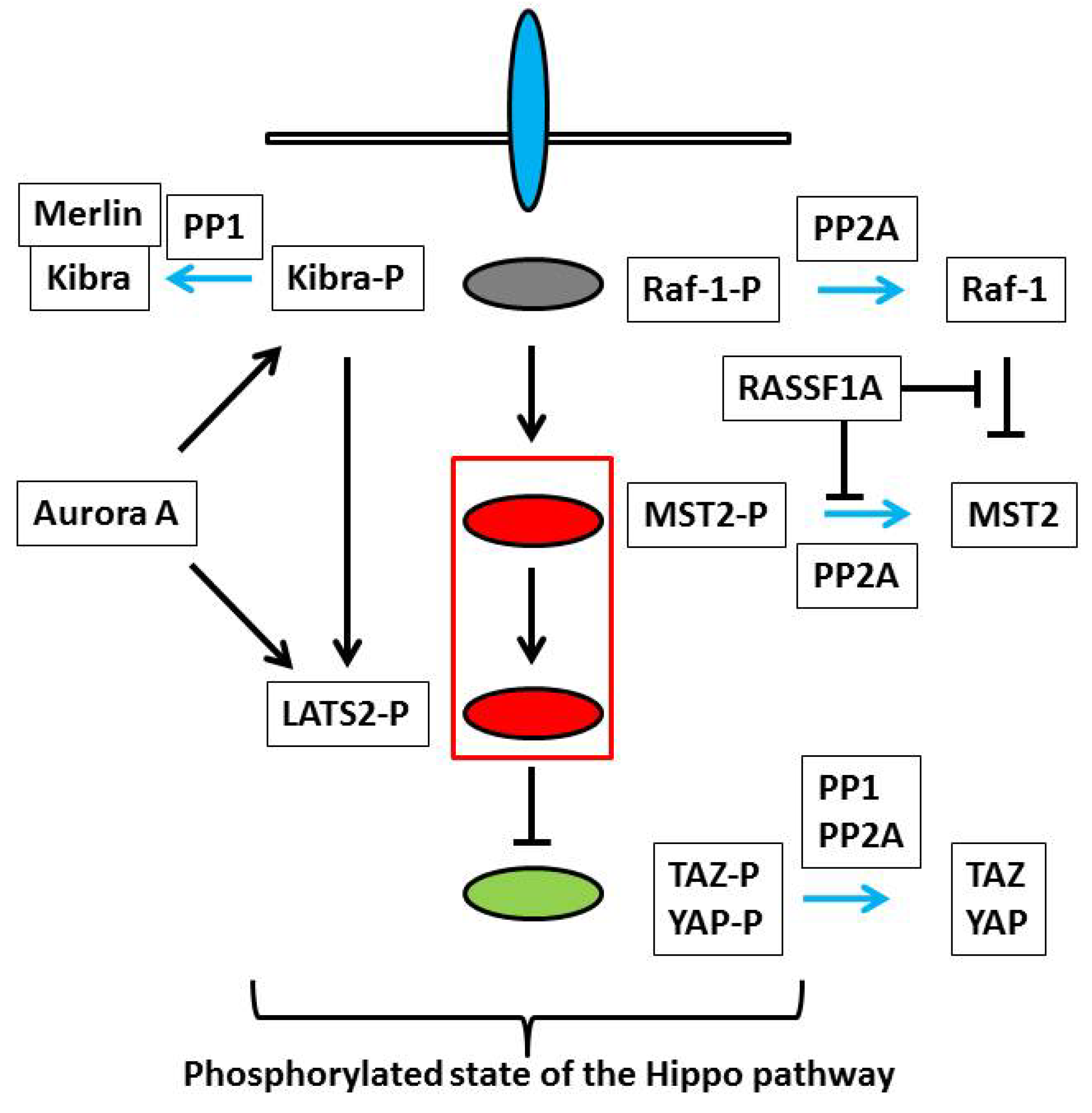 Marinedrugs 11 00896 g002