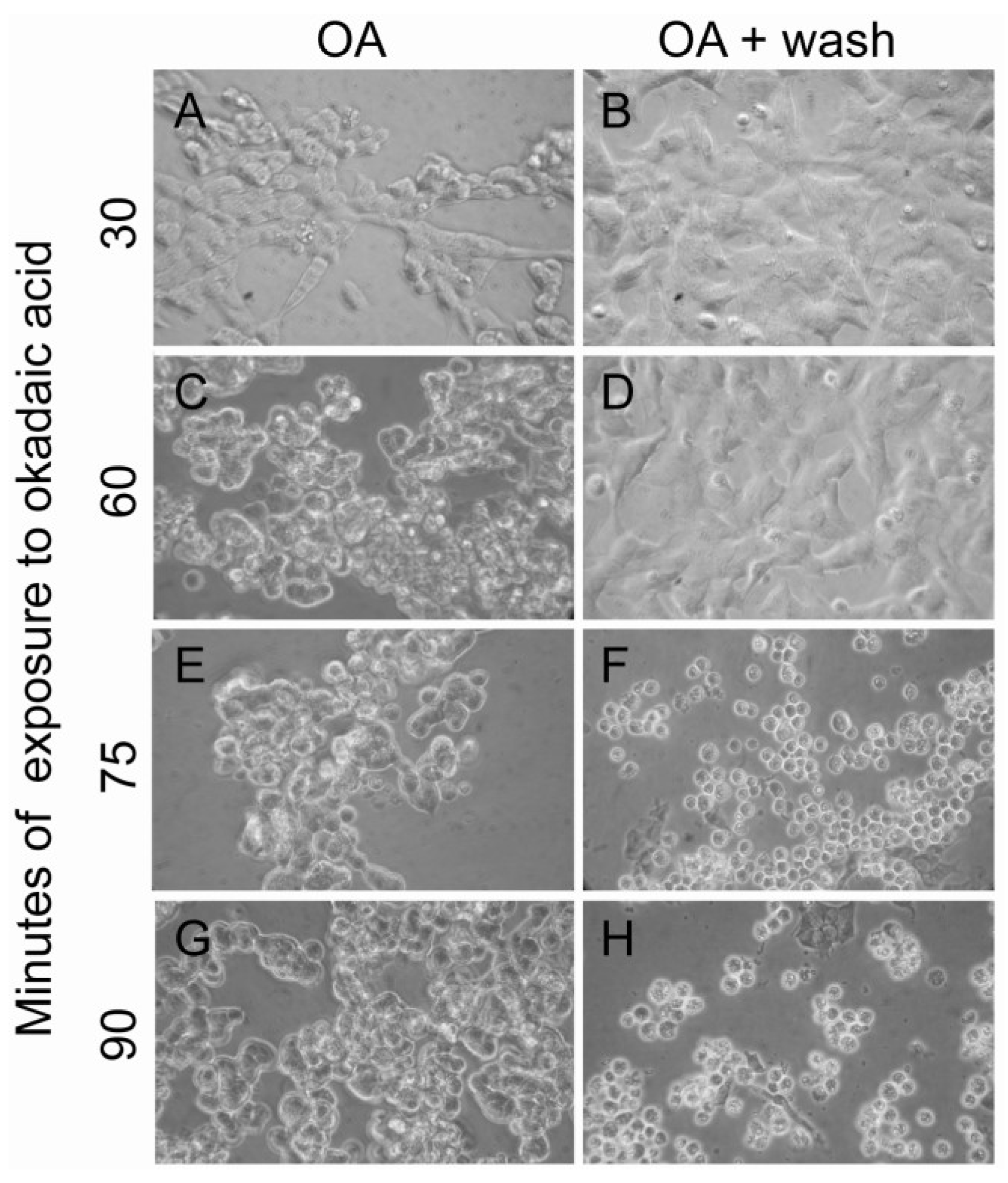 Marinedrugs 11 01763 g007