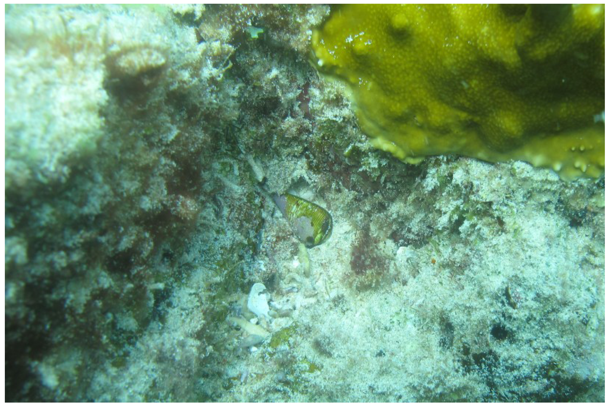 Marinedrugs 11 02203 g001 1024