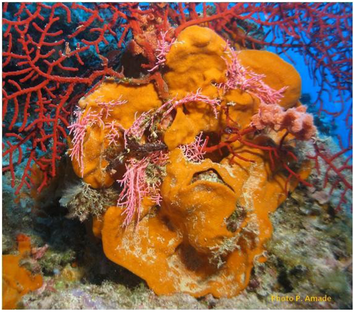 Marinedrugs 11 02282 g003 1024