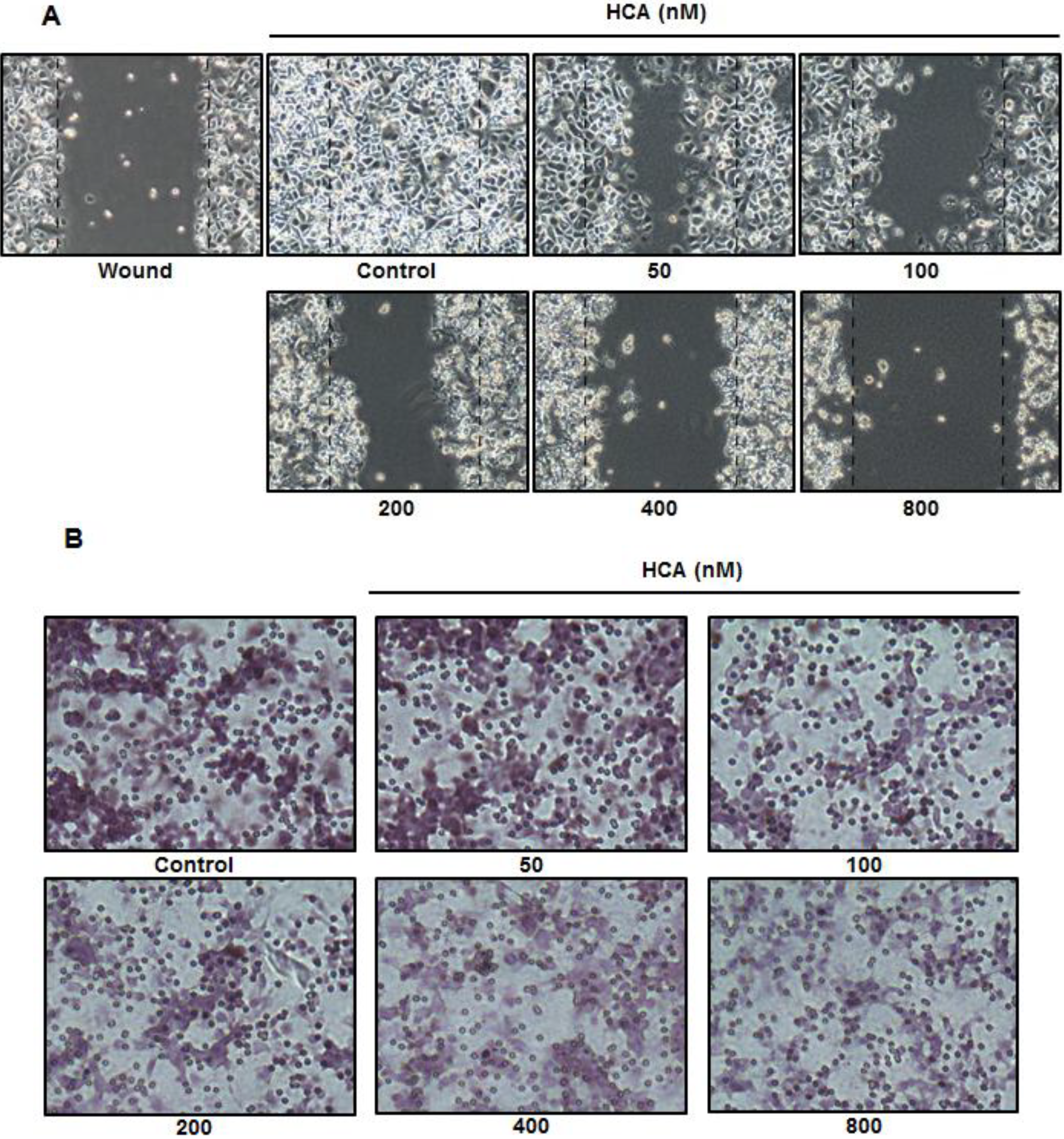 Marinedrugs 11 02472 g004