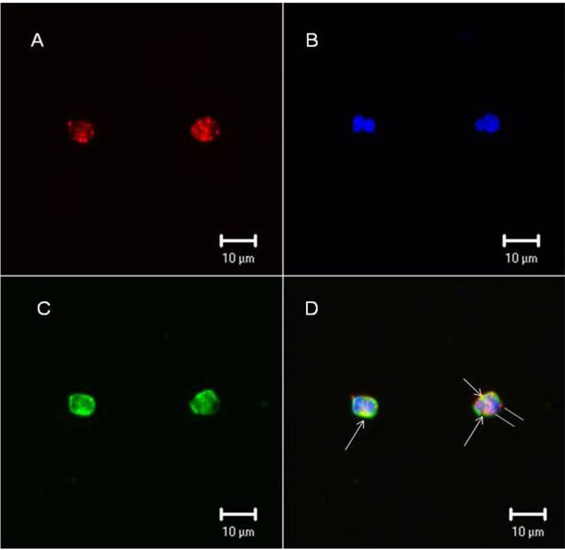 Marinedrugs 11 02722 g005