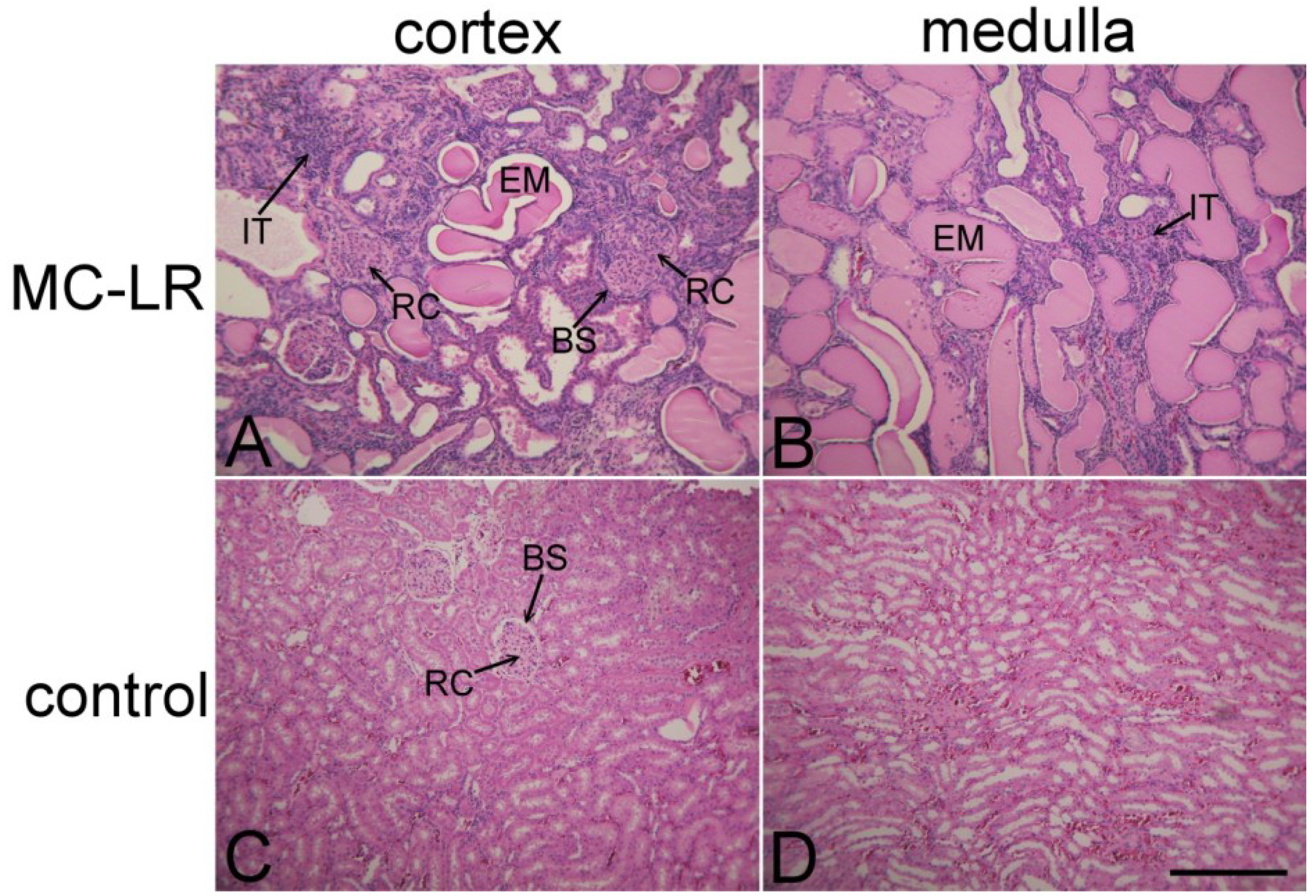 Marinedrugs 11 02785 g003 1024