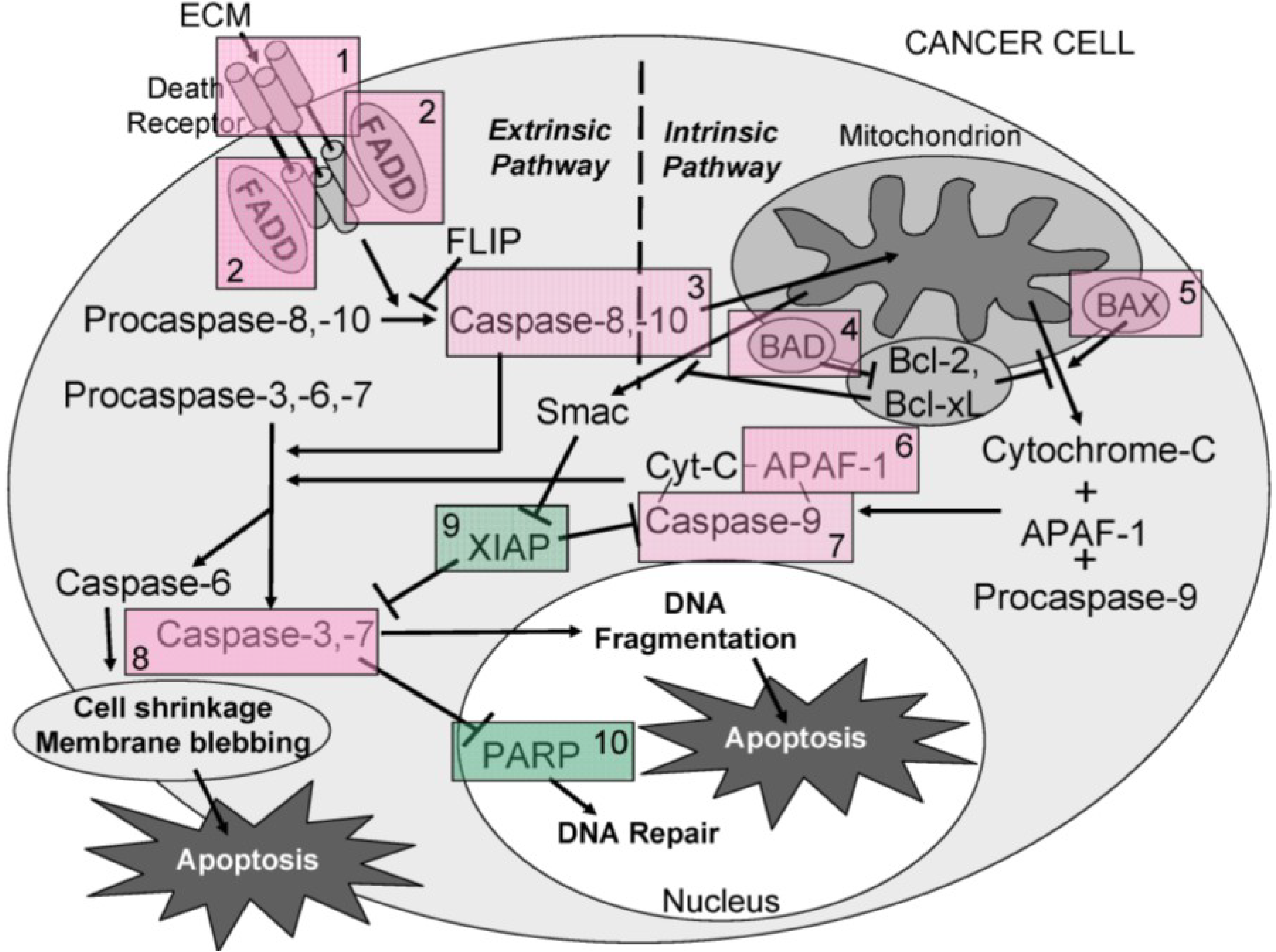 Marinedrugs 11 03224 g016 1024