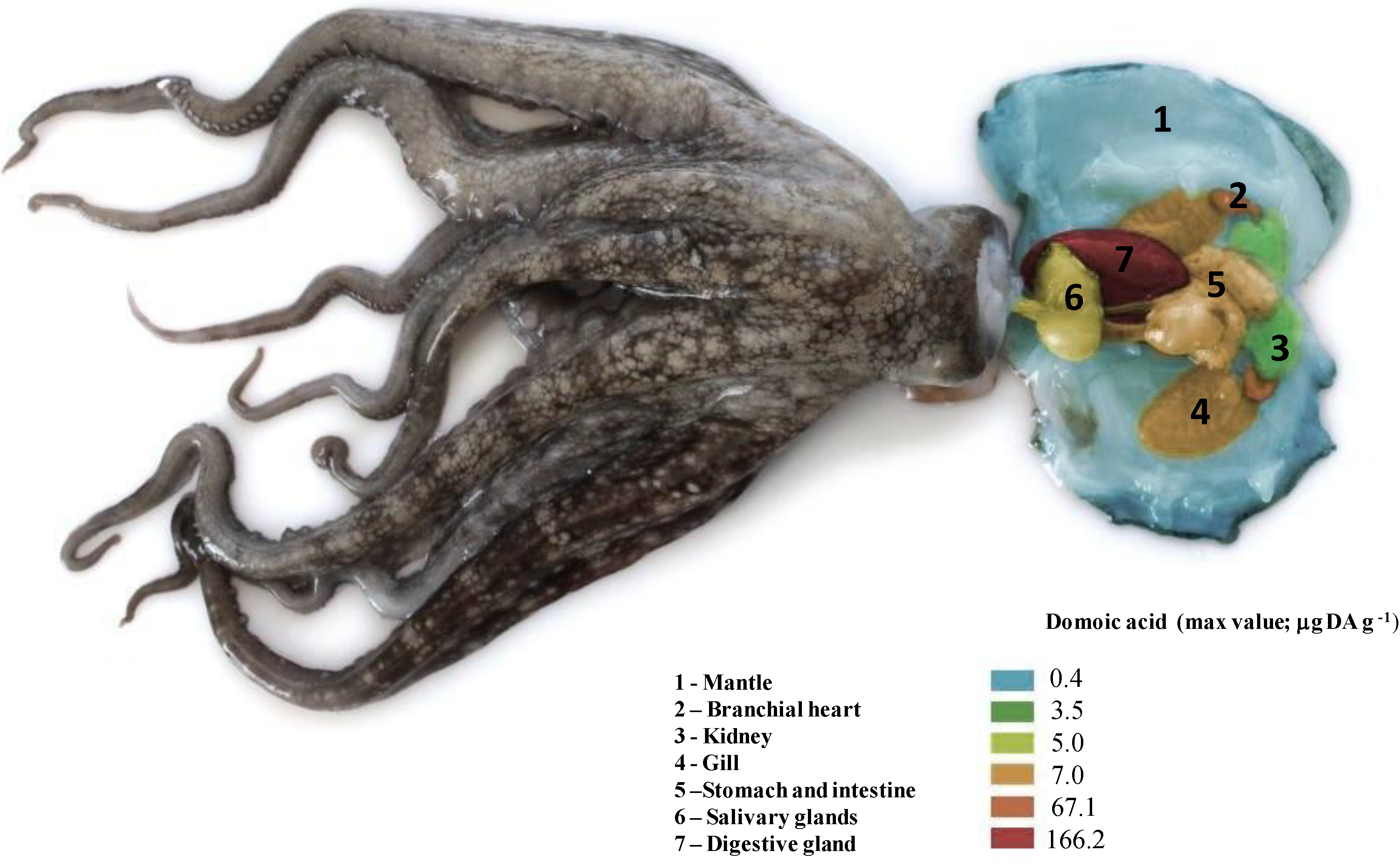 Marinedrugs 11 03381 g006 1024