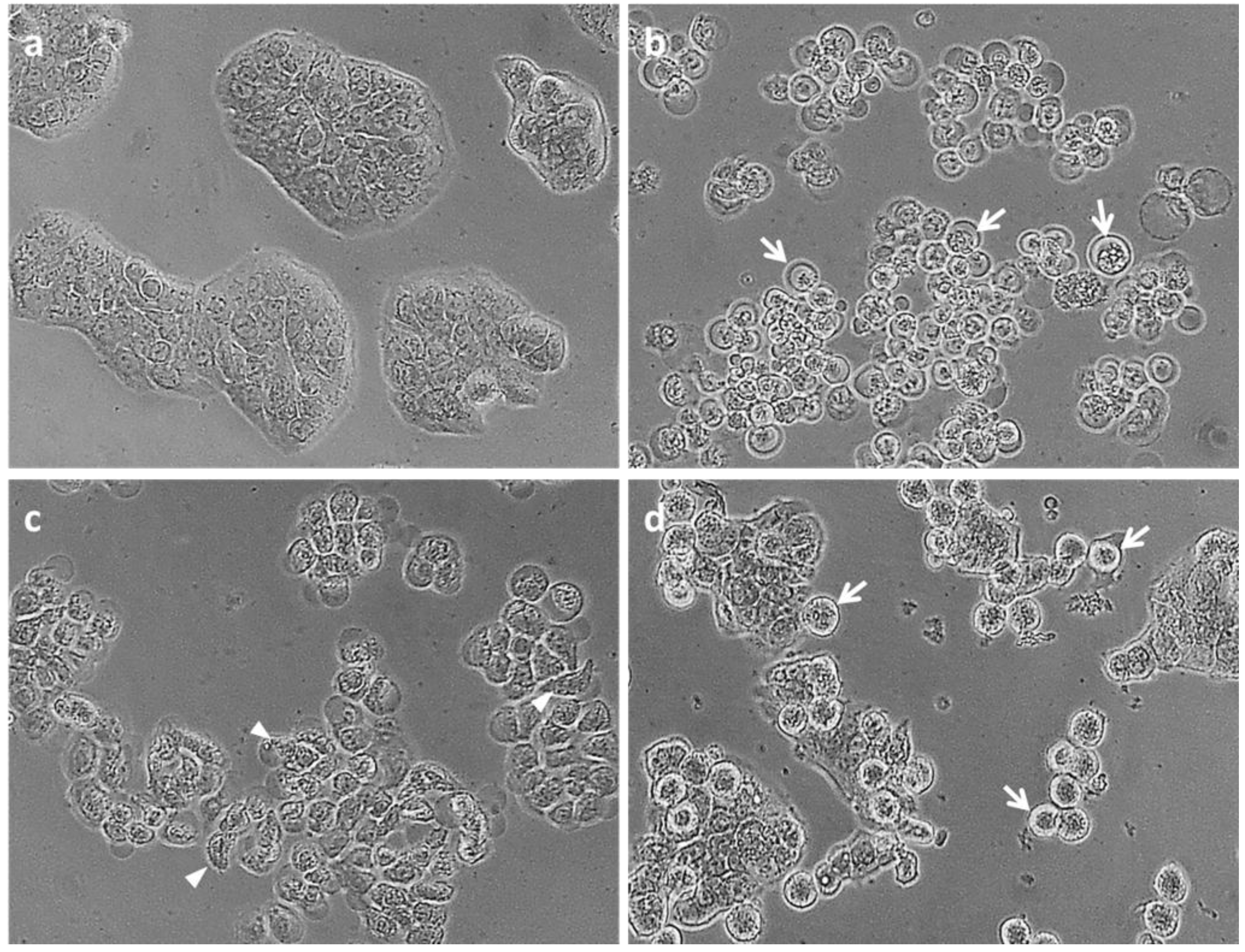 Marinedrugs 11 03802 g006