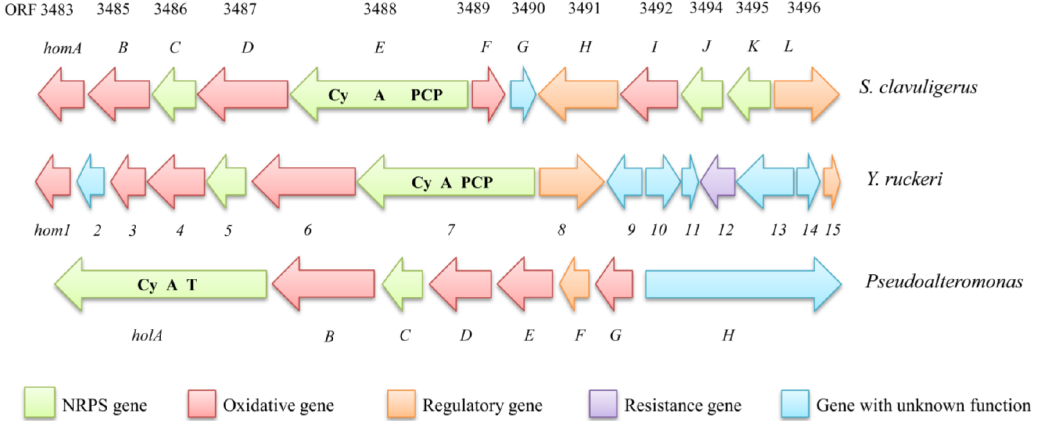 Marinedrugs 11 03970 g005