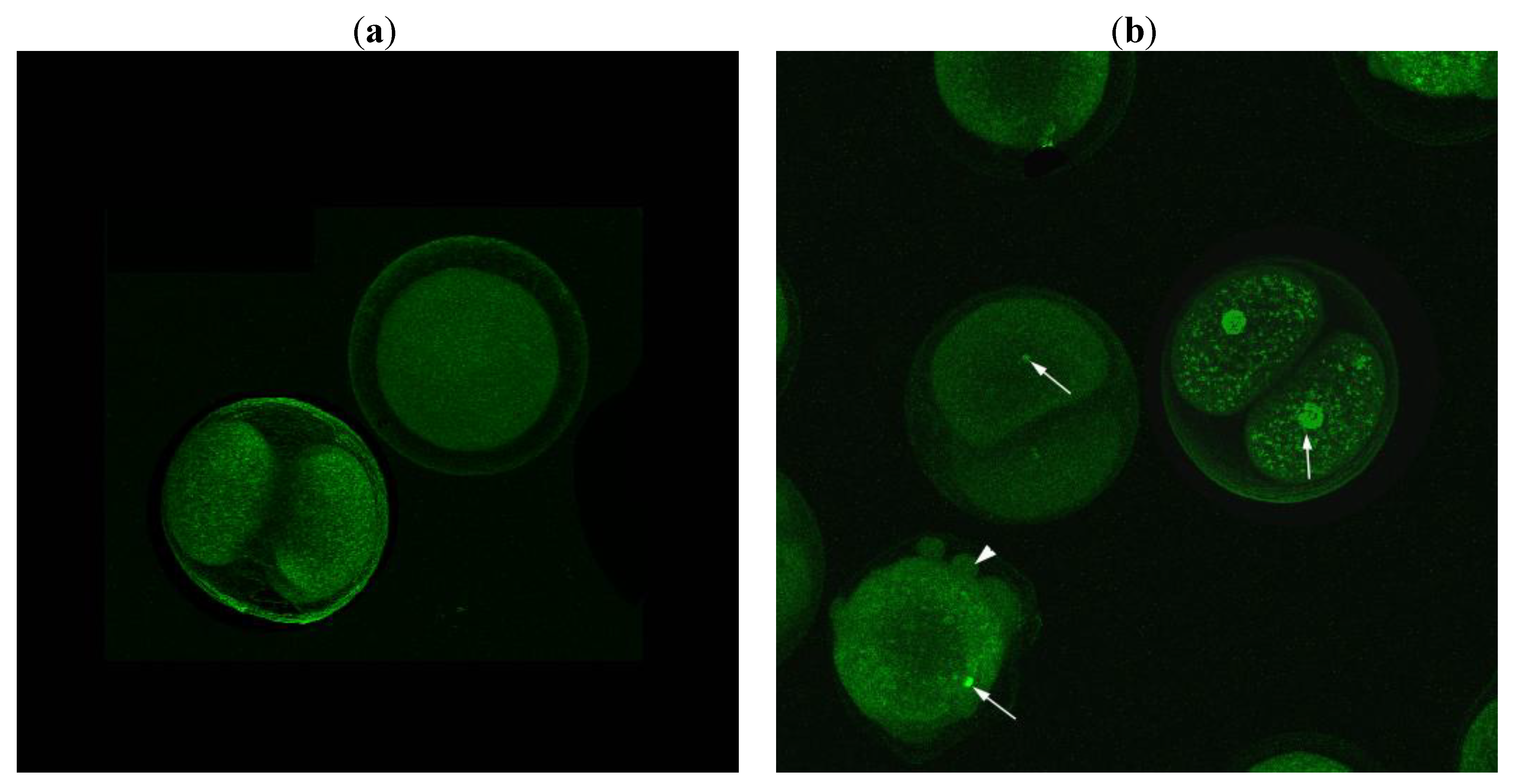 Marinedrugs 11 04527 g003