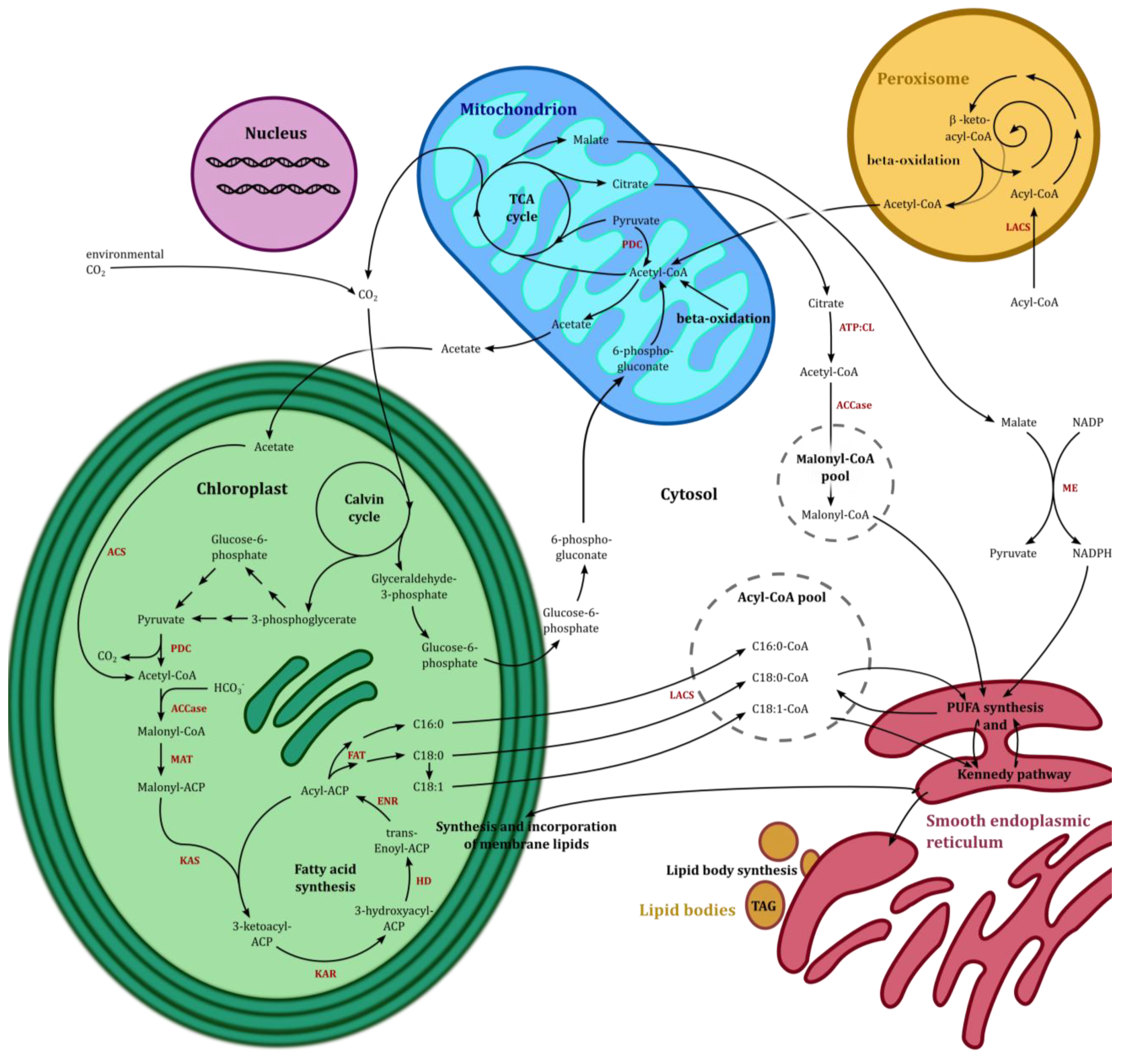 Marine Drugs | Free Full-Text | Pathways of Lipid Metabolism in Marine
