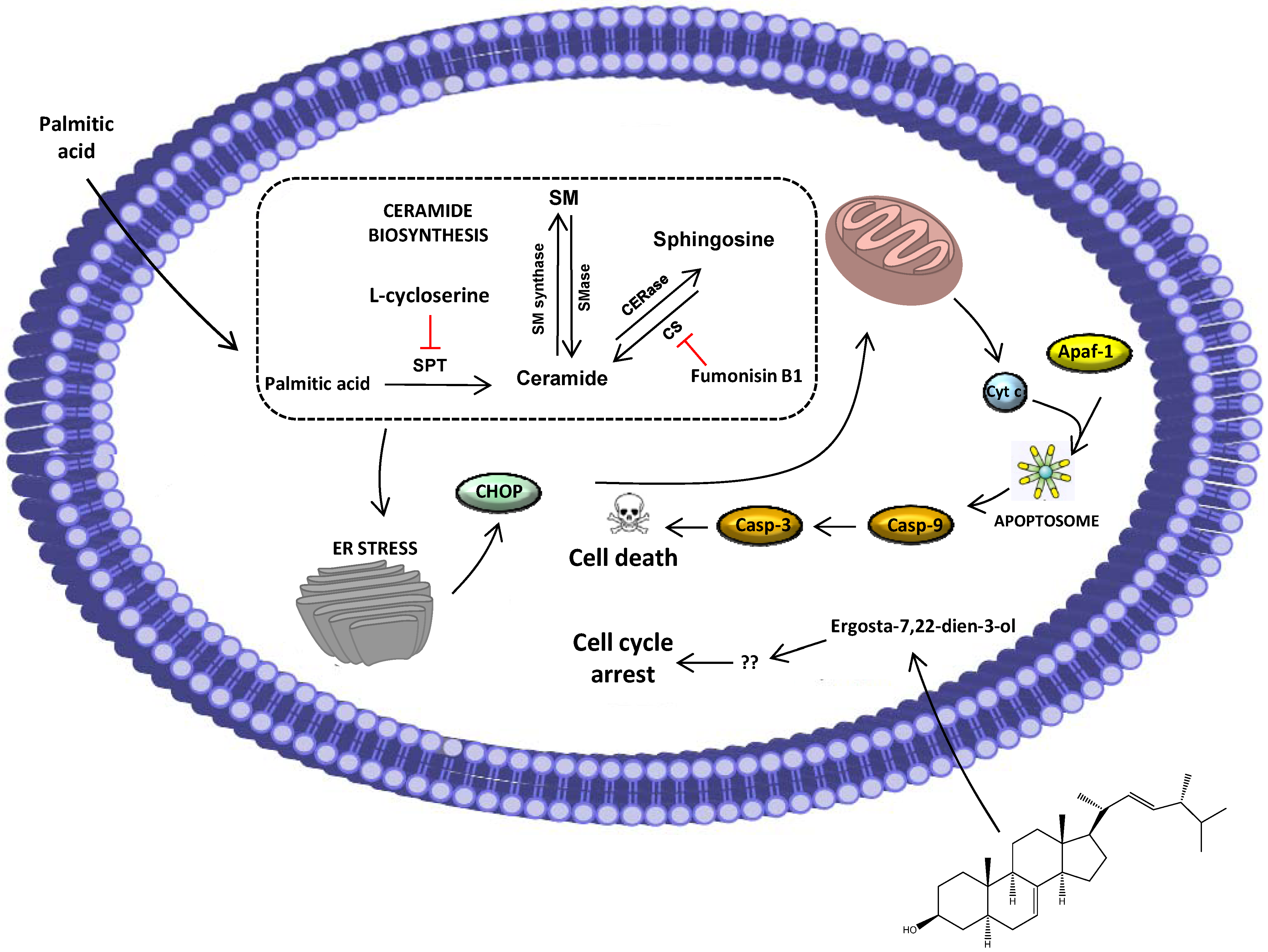Marinedrugs 12 00054 g009 1024