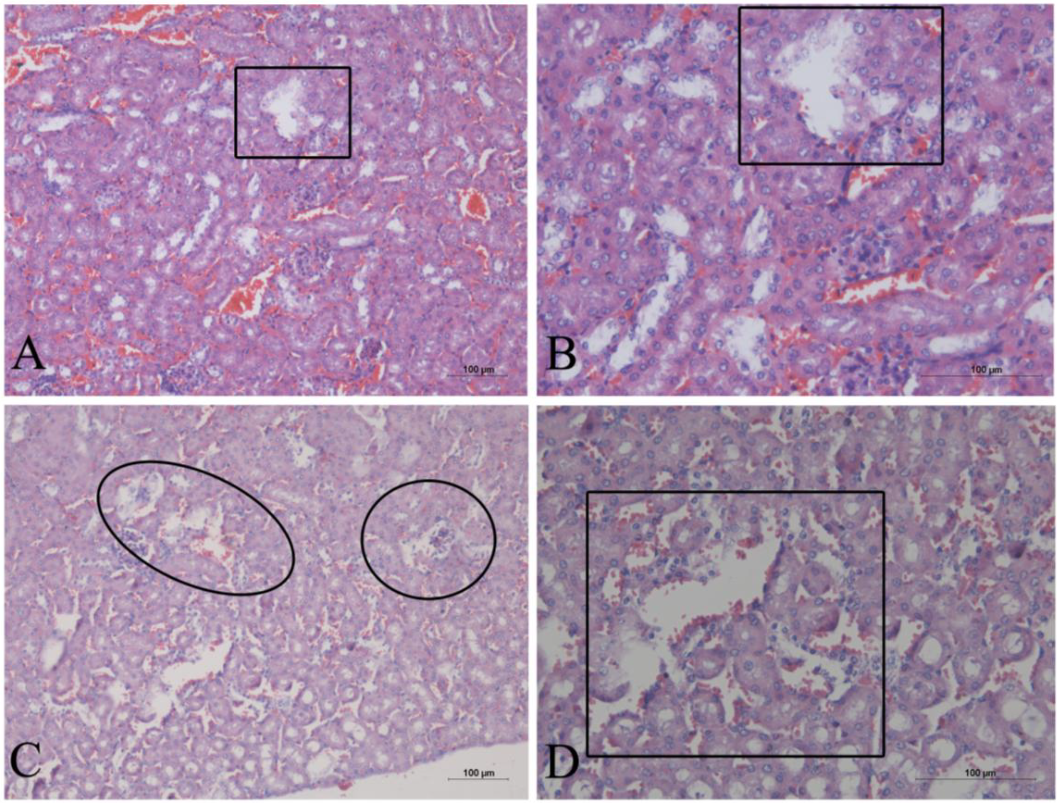 Marinedrugs 12 00508 g005