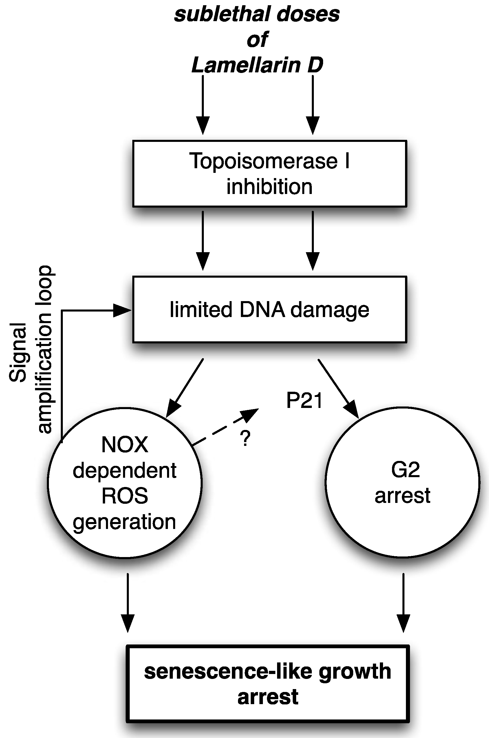 Marinedrugs 12 00779 g011
