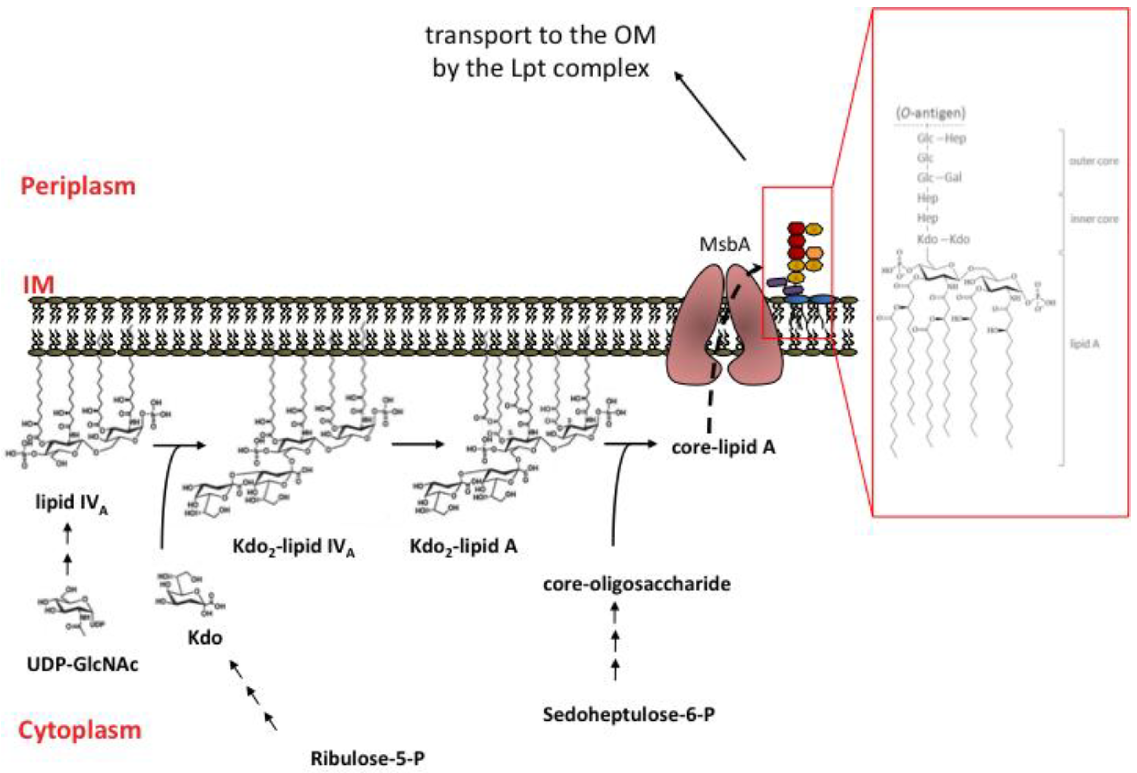 Marine Drugs Free Full Text The Lipopolysaccharide Export Pathway In Escherichia Coli Structure Organization And Regulated Assembly Of The Lpt Machinery Html