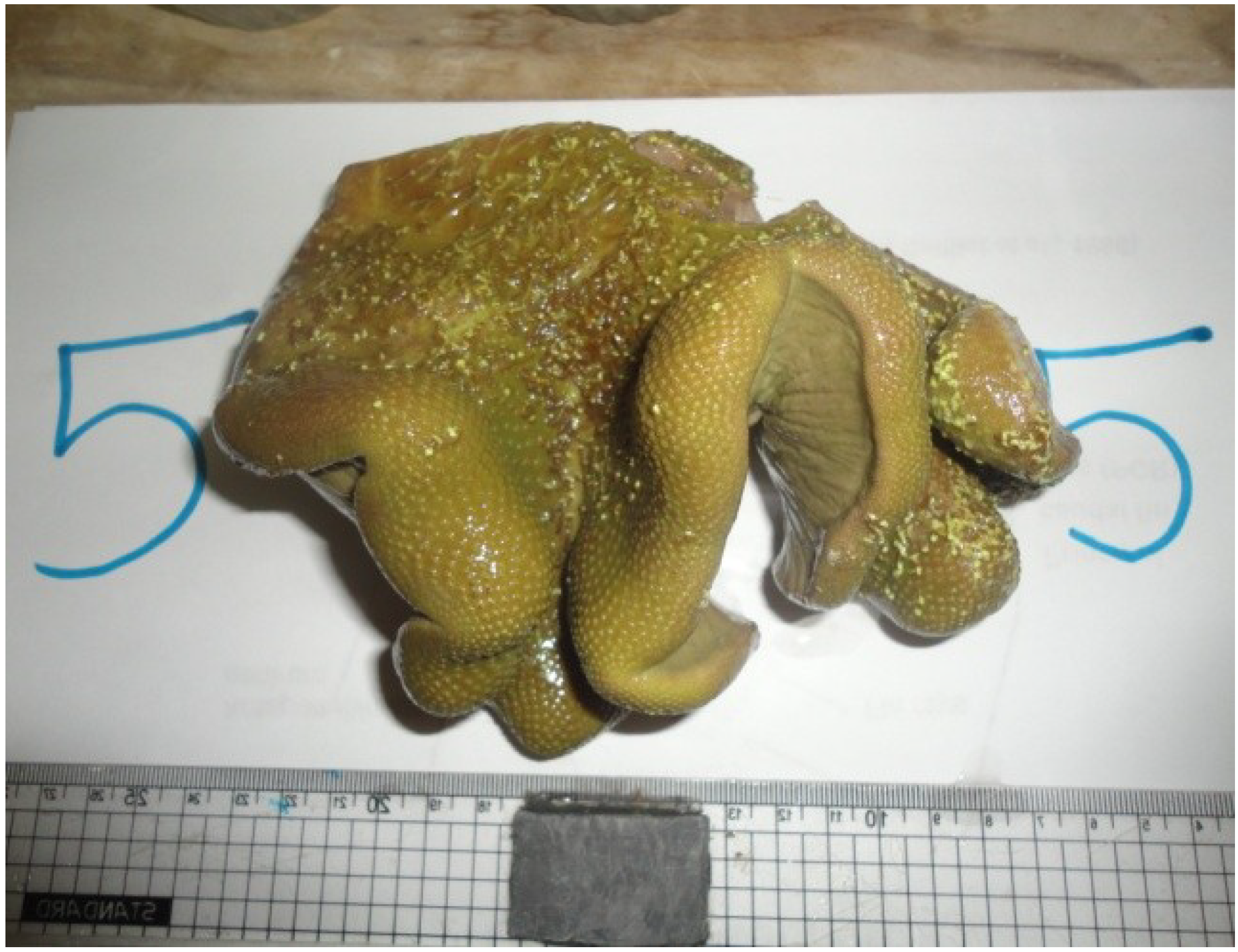 Marinedrugs 12 01977 g001 1024