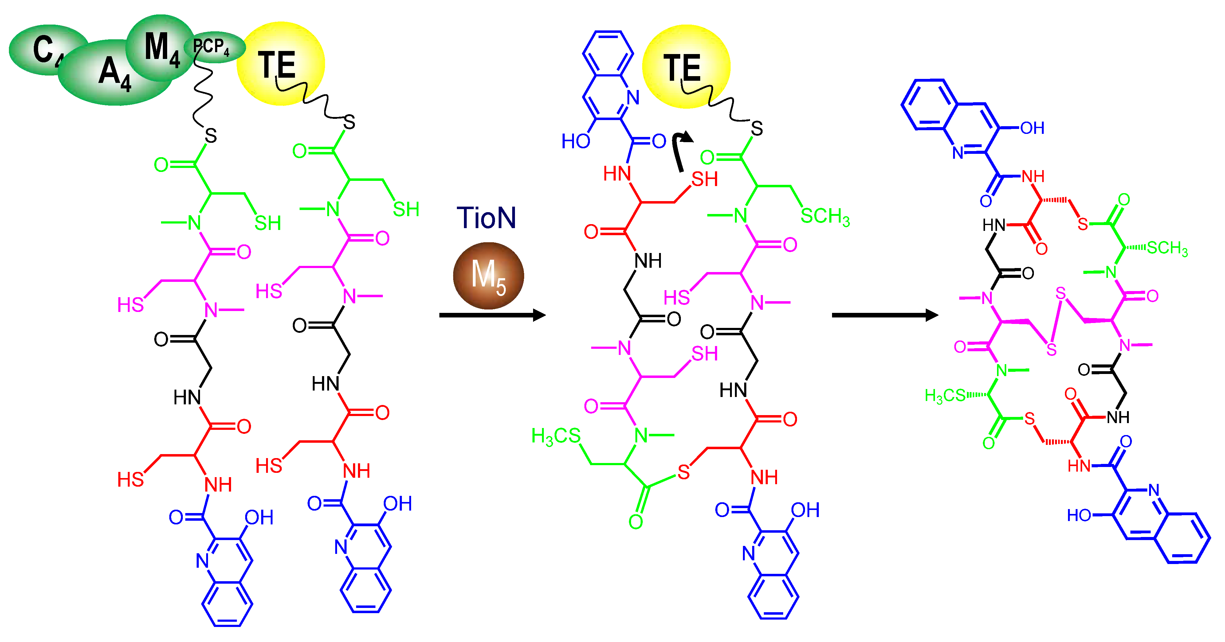 Marine Drugs Free Full Text Biosynthetic Modularity Rules In The Bisintercalator Family Of Antitumor Compounds Html
