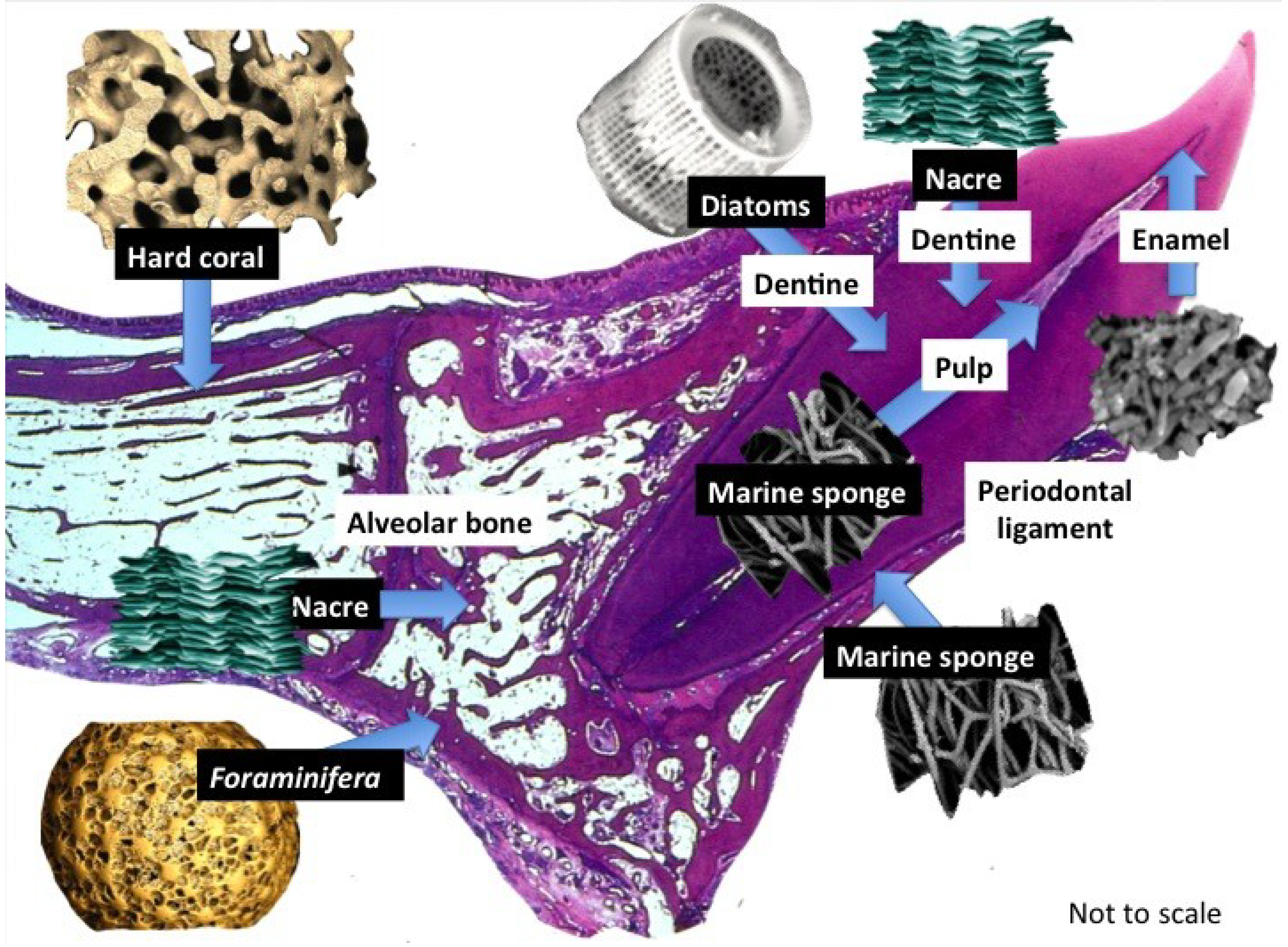 Marine Drugs Free Full Text Evolving Marine Biomimetics For Regenerative Dentistry Html