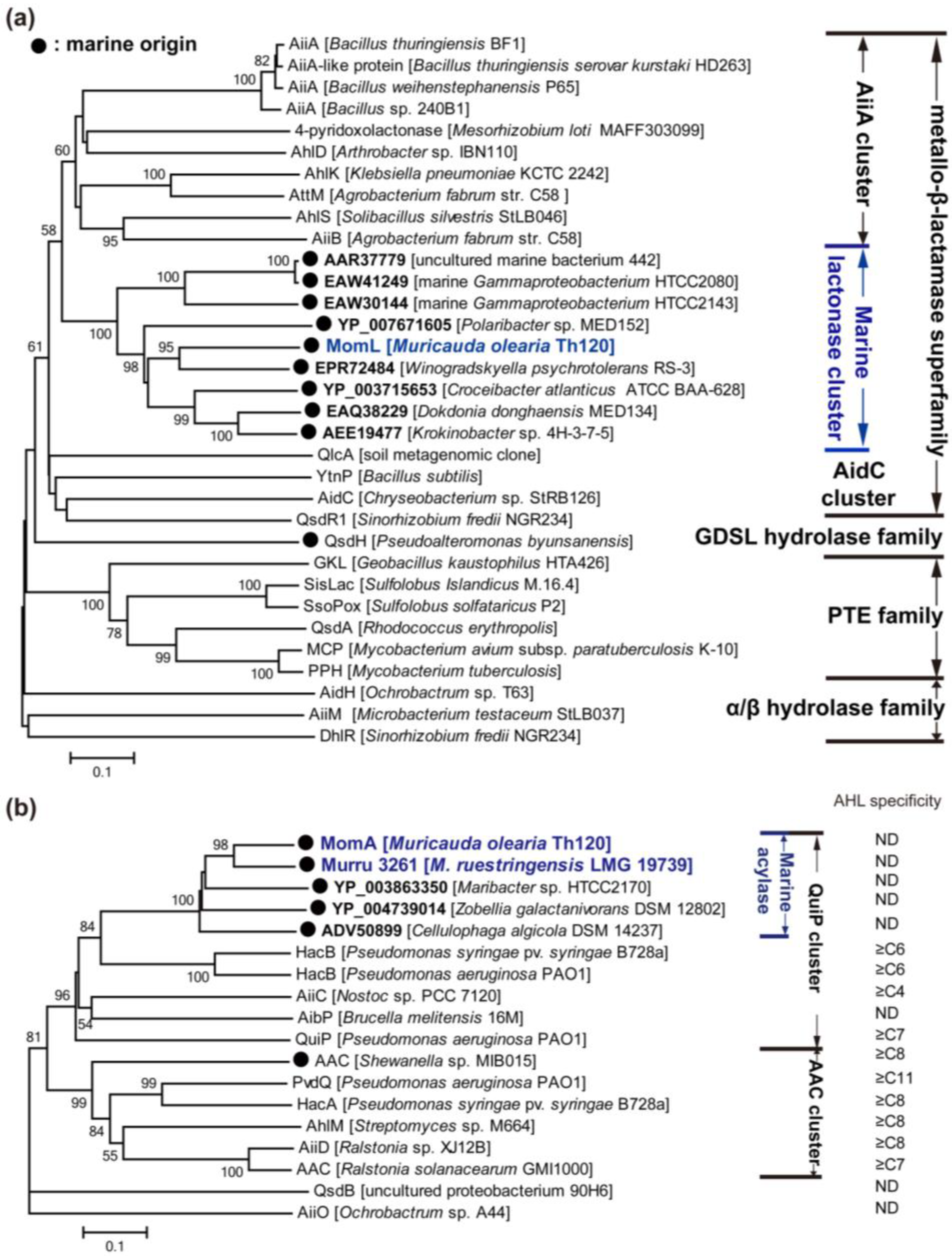 Comparison of AaL active site with AiiA, AiiB, and AidC. (A