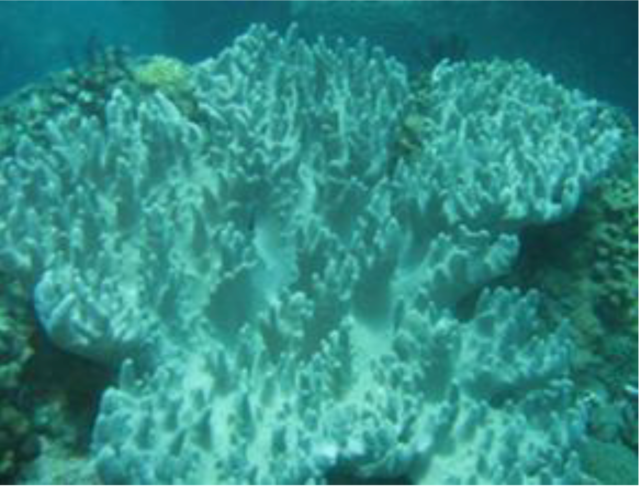 Marinedrugs 12 03371 g001 1024