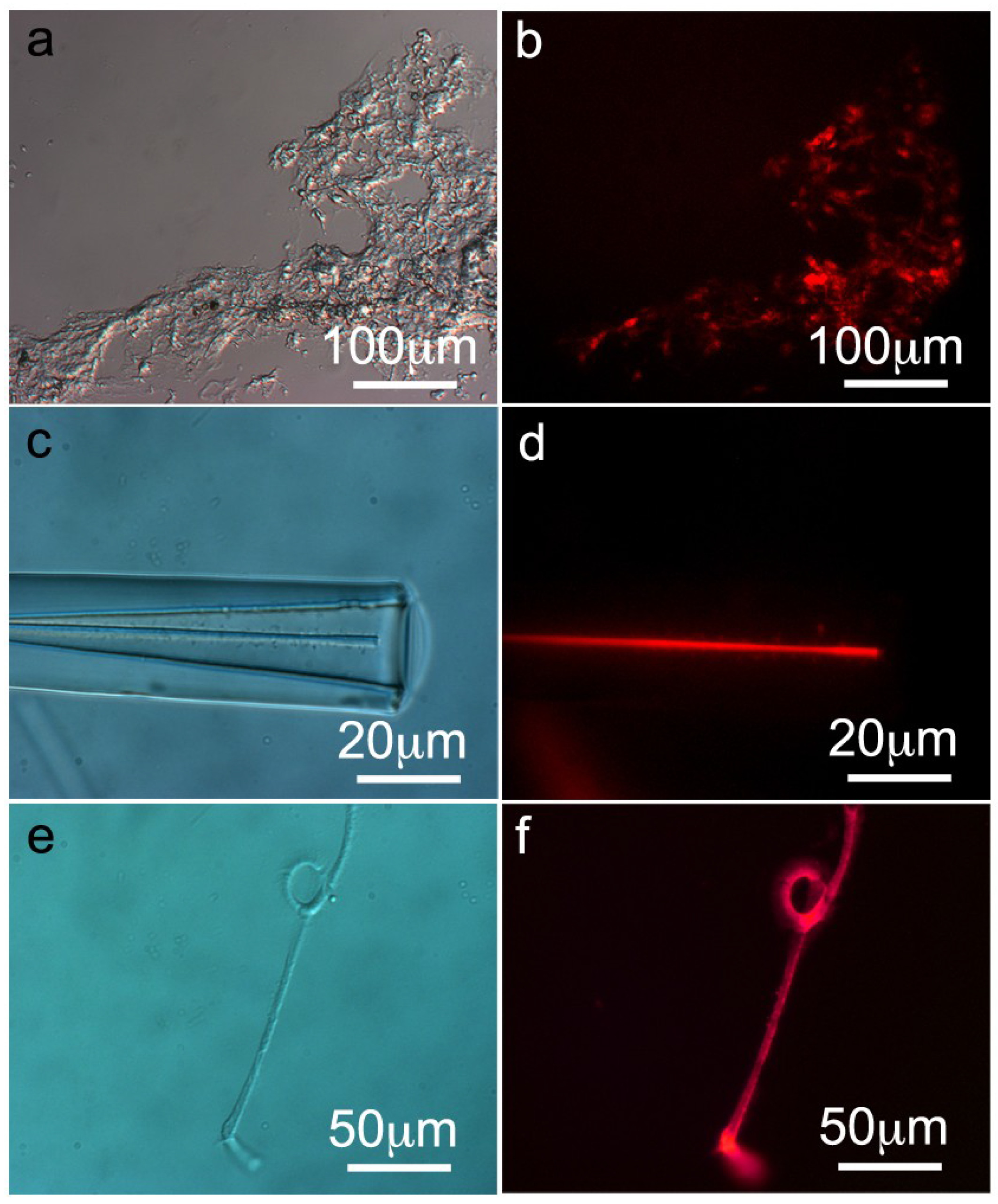 Marinedrugs 12 04659 g004