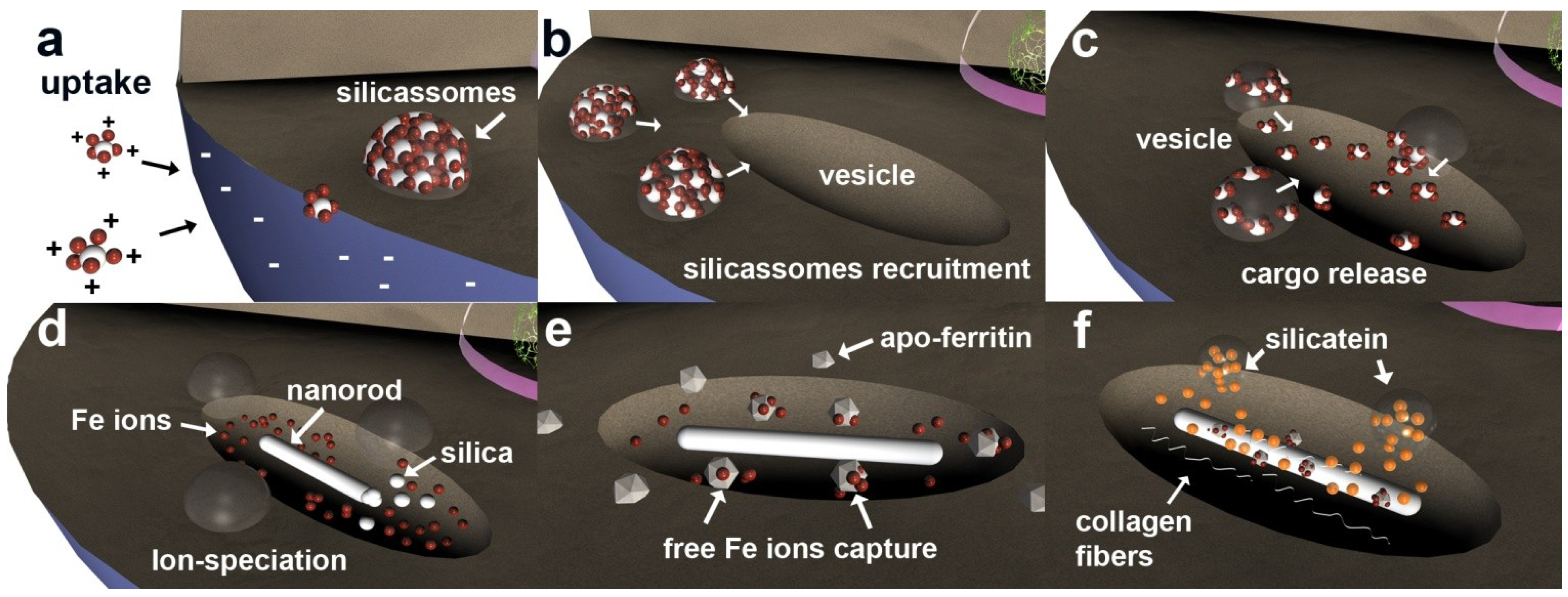 Marinedrugs 12 04659 g006