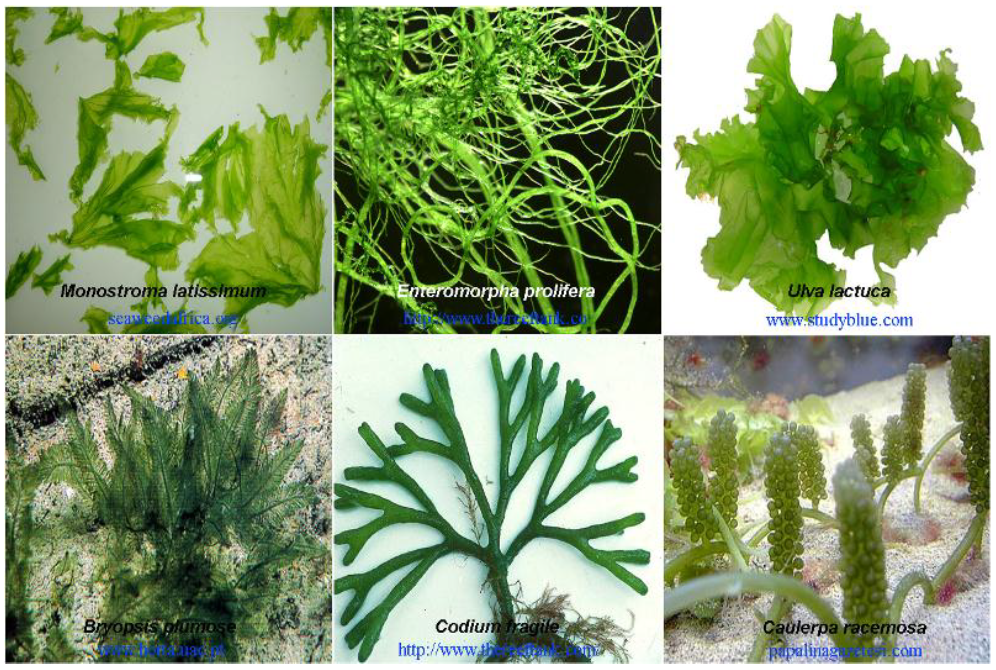 Водоросли типы растений. Зеленые водоросли Chlorophyta. Chlorophyta отдел зелёные водоросли. Ульва и кладофора. Ульва продырявленная.