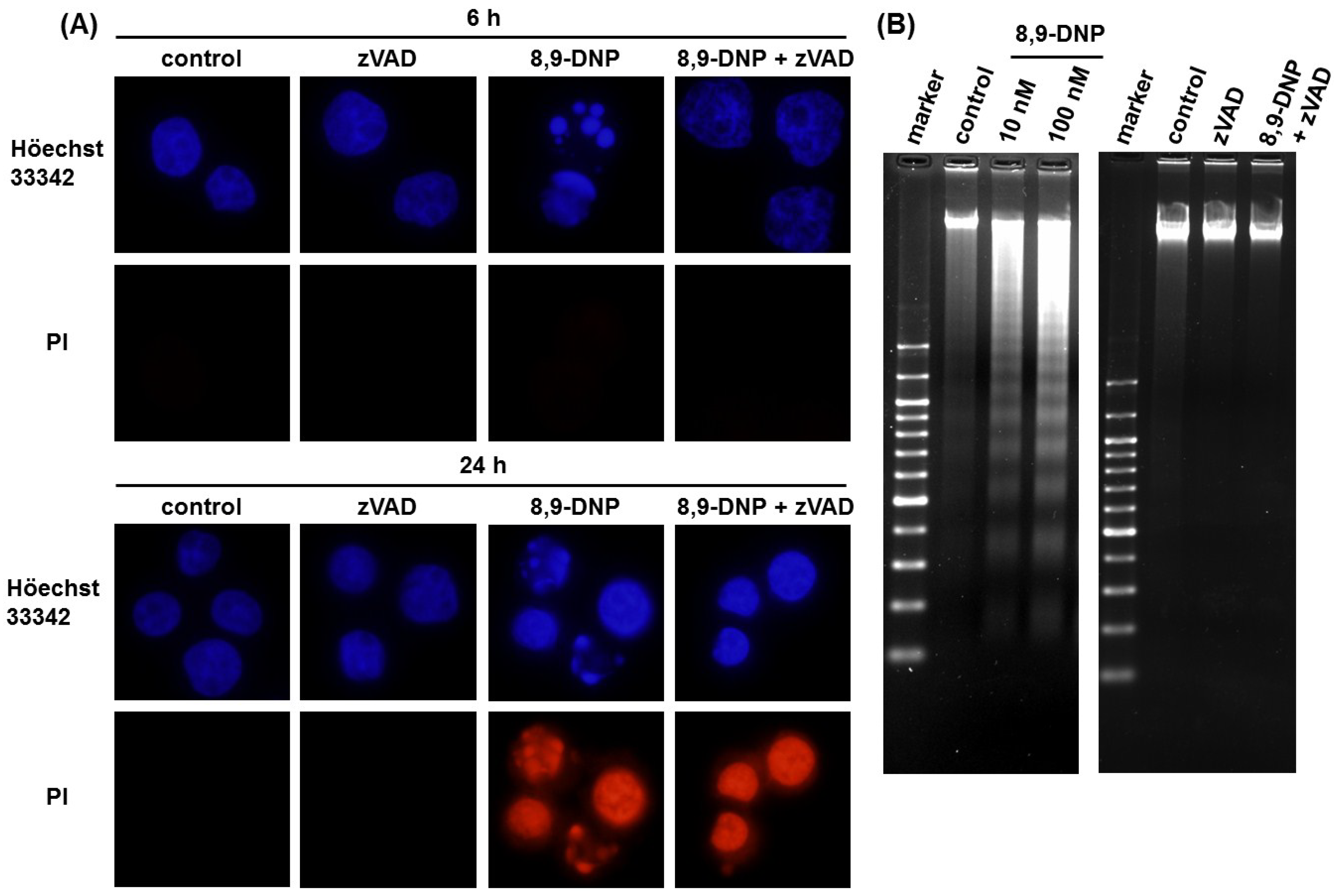Marinedrugs 12 05576 g003