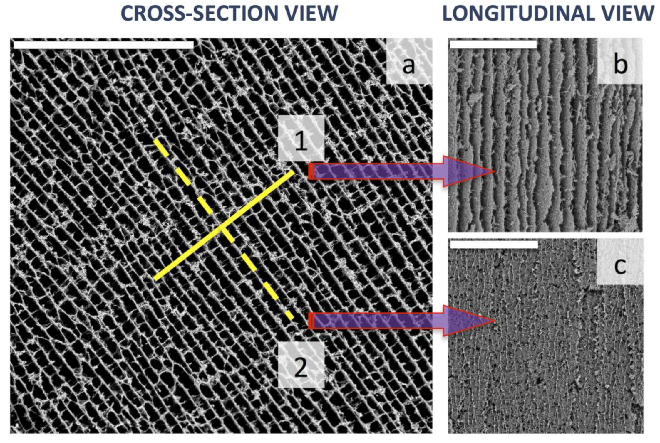 Marinedrugs 12 05619 g008 1024