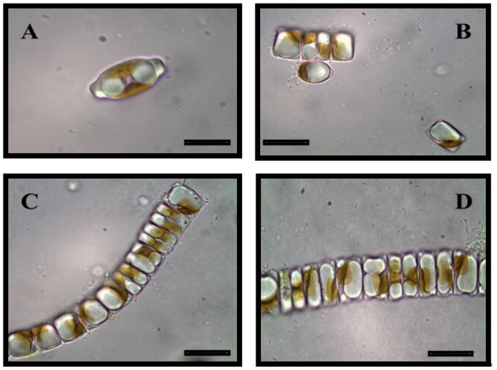 Marine Drugs Free Full Text Diatom Milking A Review And New Approaches Html