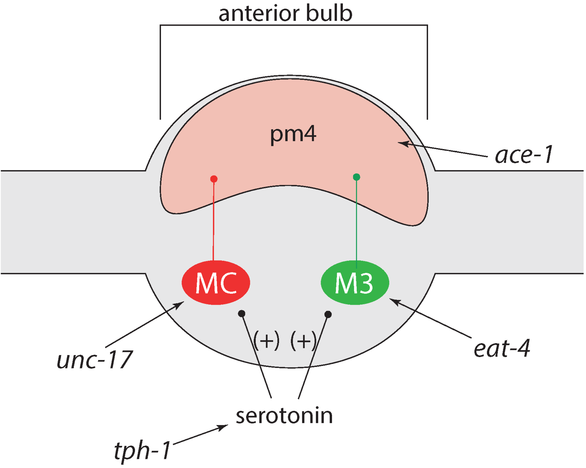 Marinedrugs 13 02785 g006