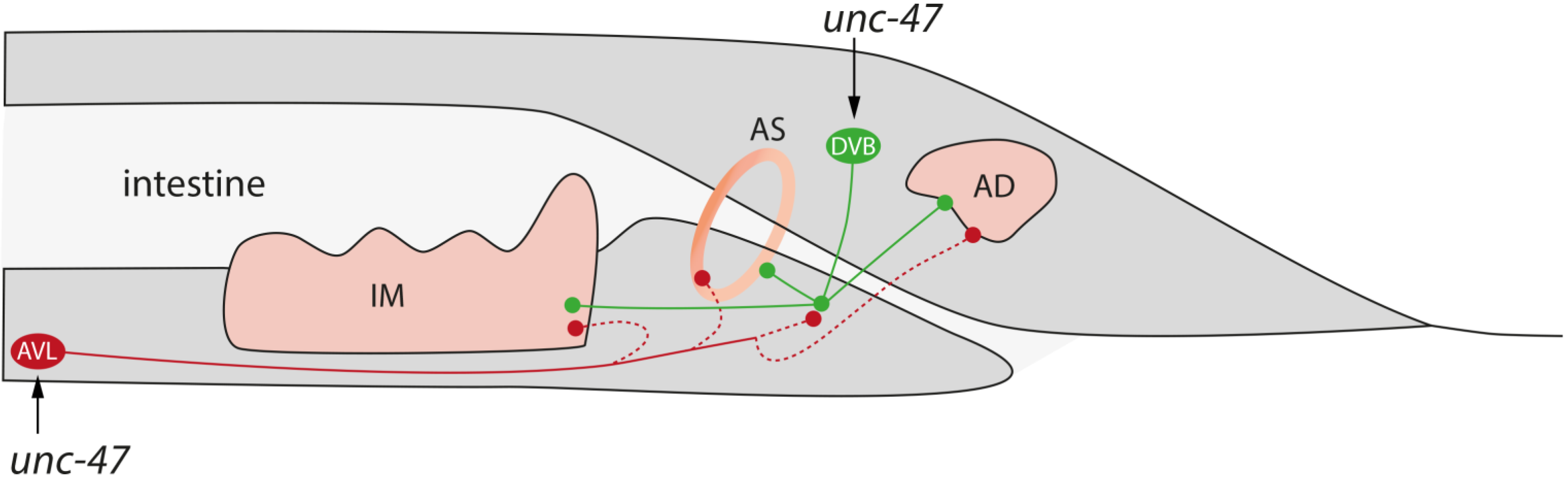Marinedrugs 13 02785 g007