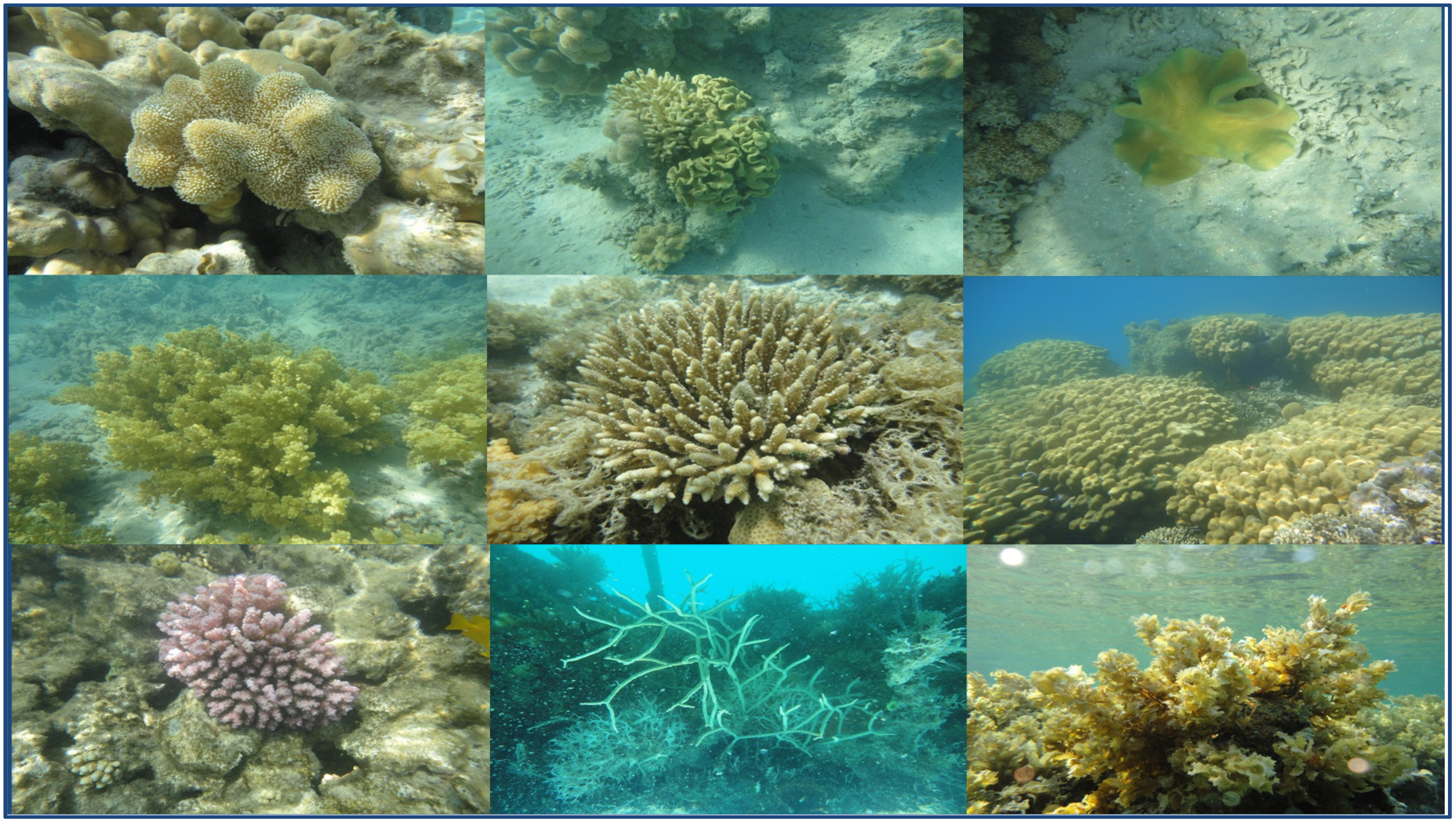 Marinedrugs 13 03154 g001 1024