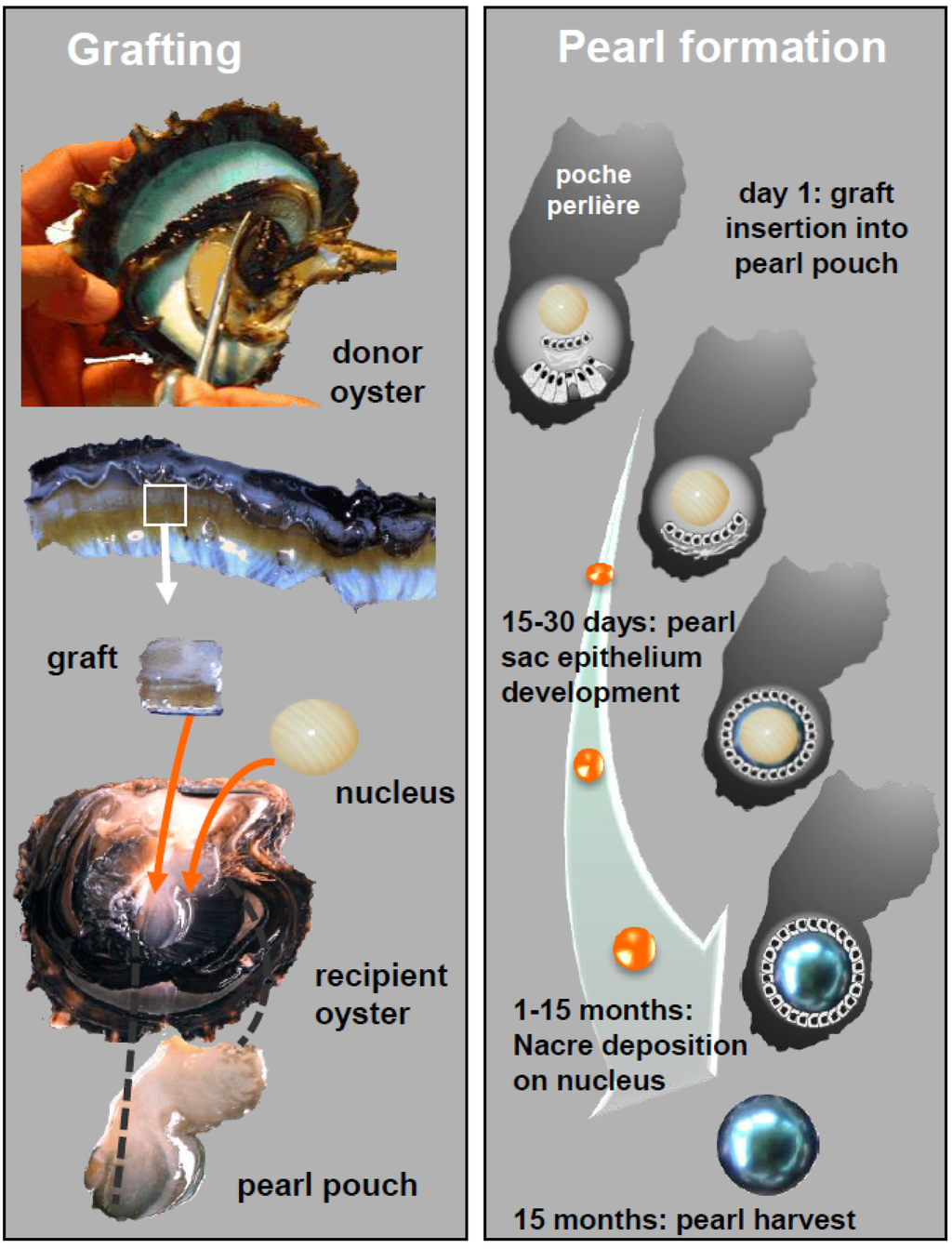 Marine Drugs | Free Full-Text | Use of Natural Antimicrobial Peptides and  Bacterial Biopolymers for Cultured Pearl Production