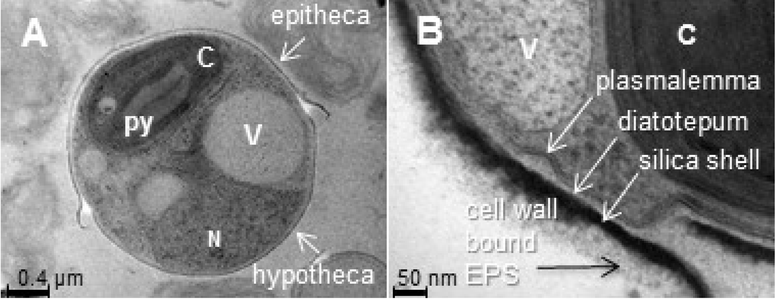 Marinedrugs 13 05993 g002