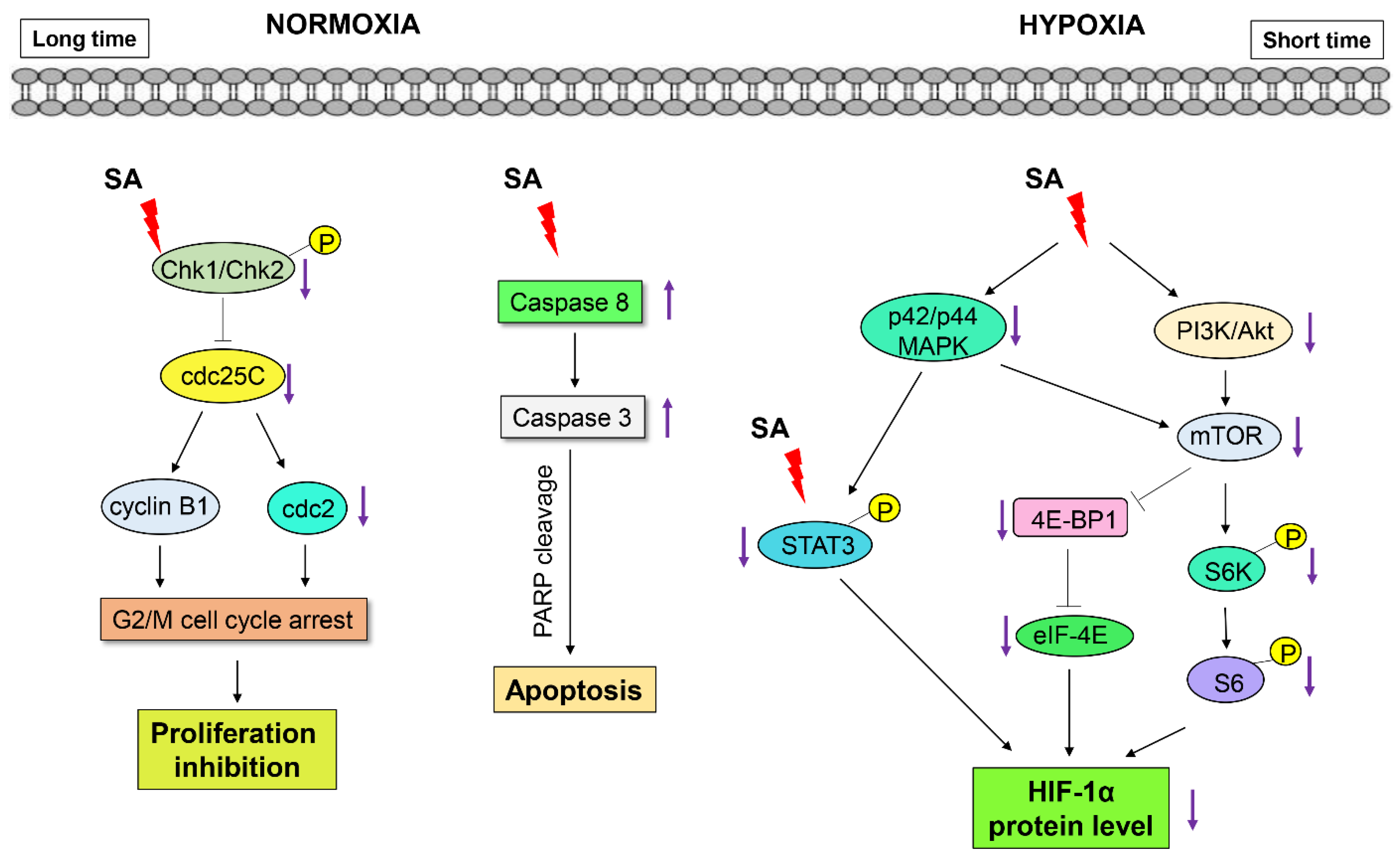 Marinedrugs 13 06962 g006