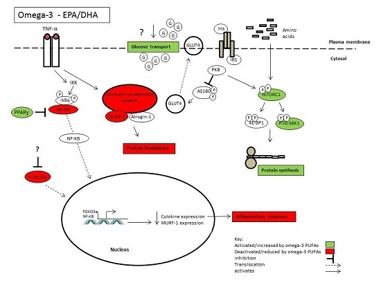 Marine Drugs Free Full Text Omega 3 Fatty Acids And Skeletal Muscle Health Html