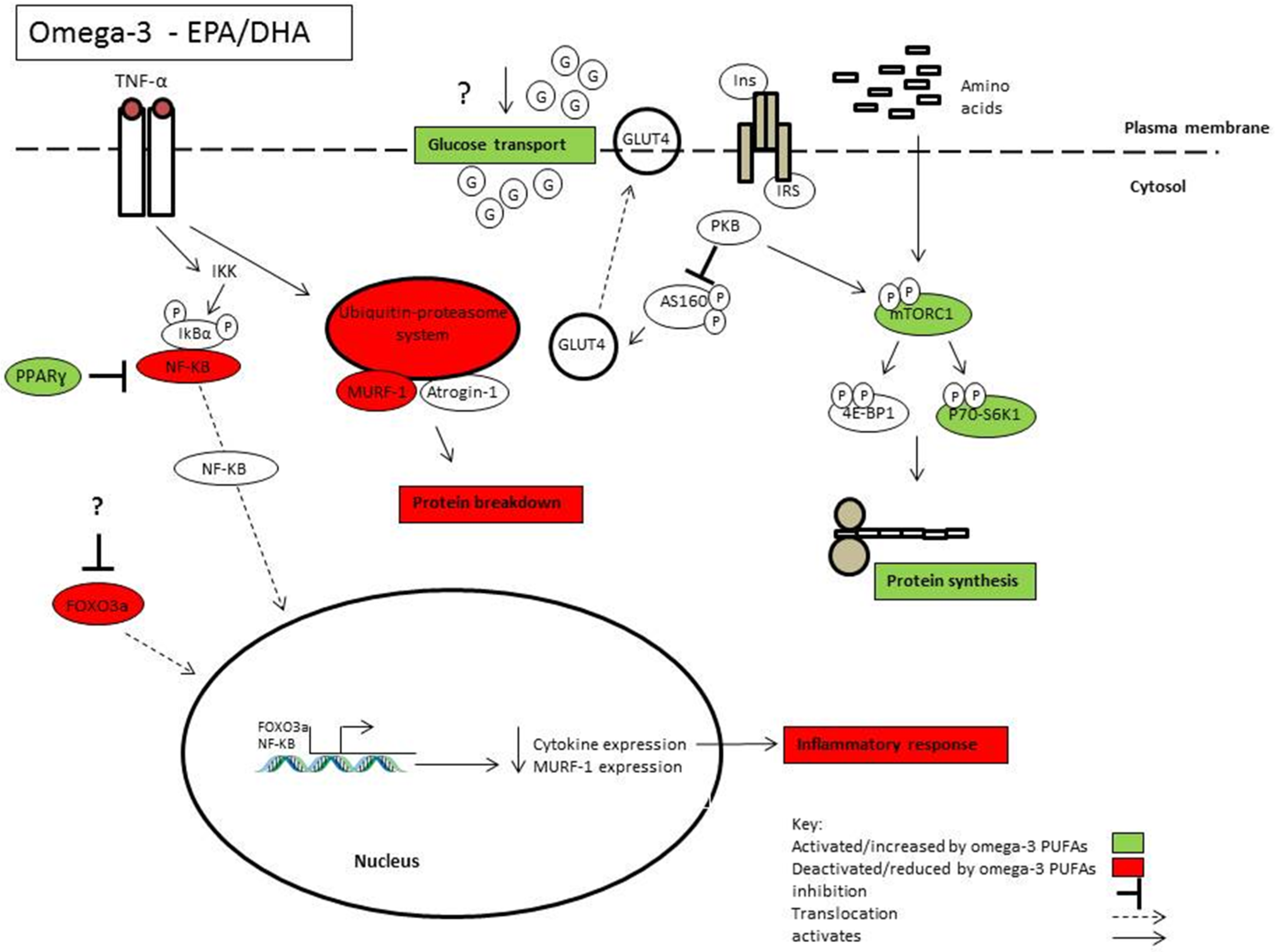 Marine Drugs Free Full Text Omega 3 Fatty Acids And Skeletal Muscle Health Html Marine Drugs Free Full Text Omega 3 Fatty Acids And Skeletal Muscle Health Html